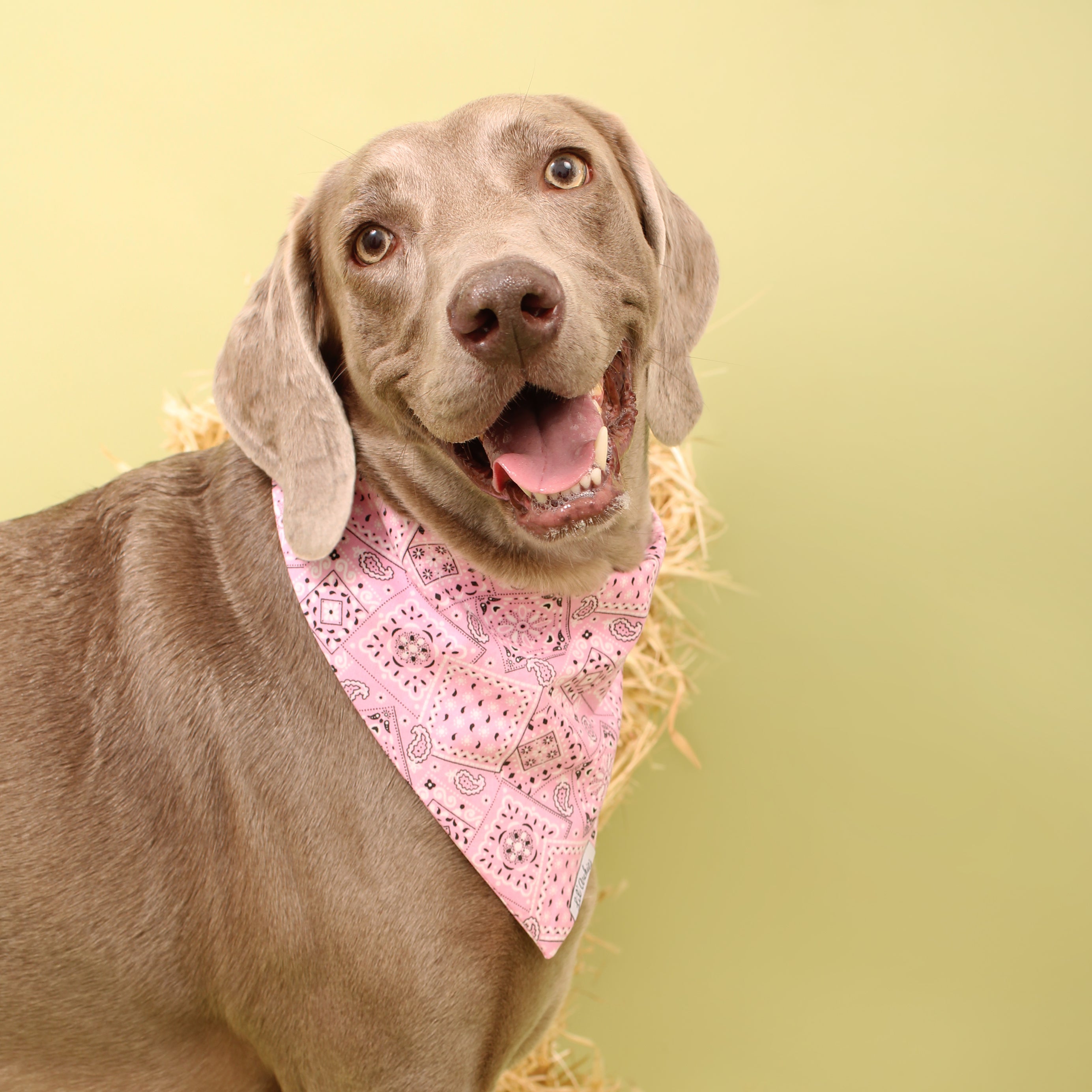 Cowgirl - Dog Bandana