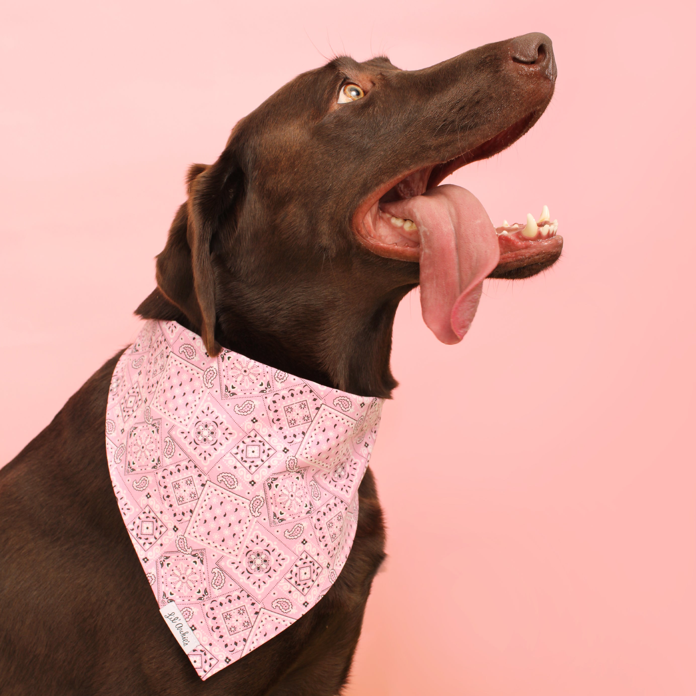 Cowgirl - Dog Bandana
