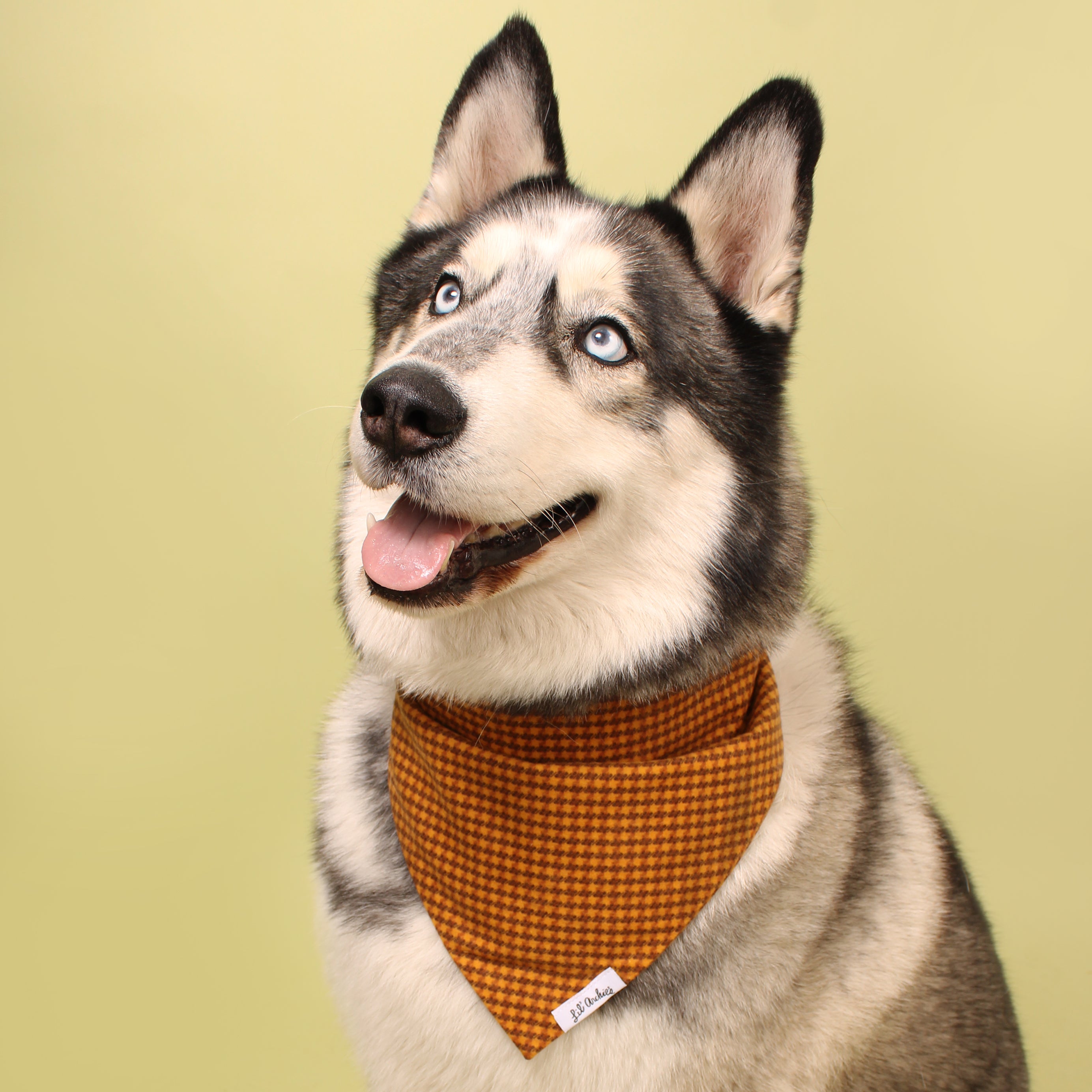 Golden Spice Flannel- Dog Bandana
