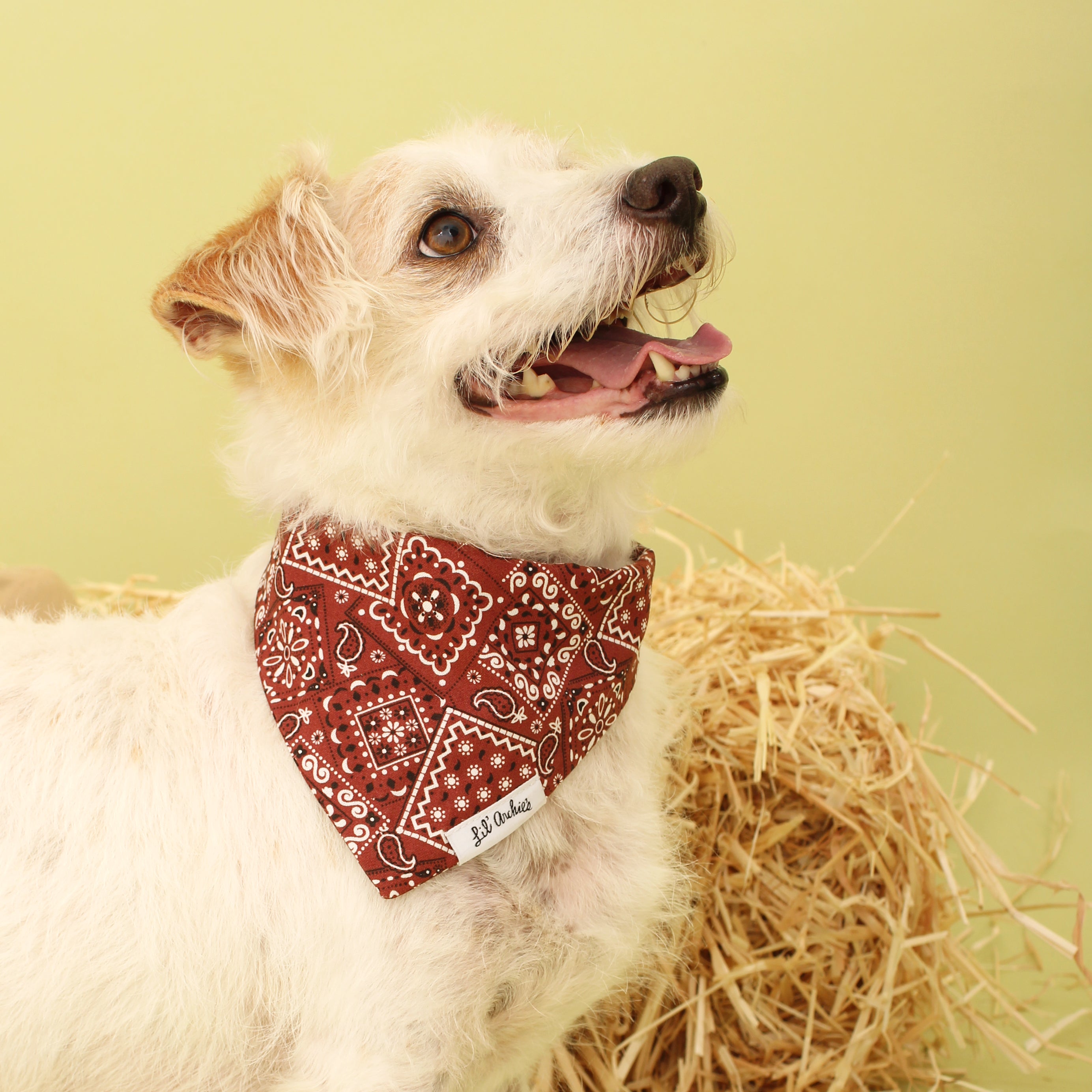 Howdy- Dog Bandana