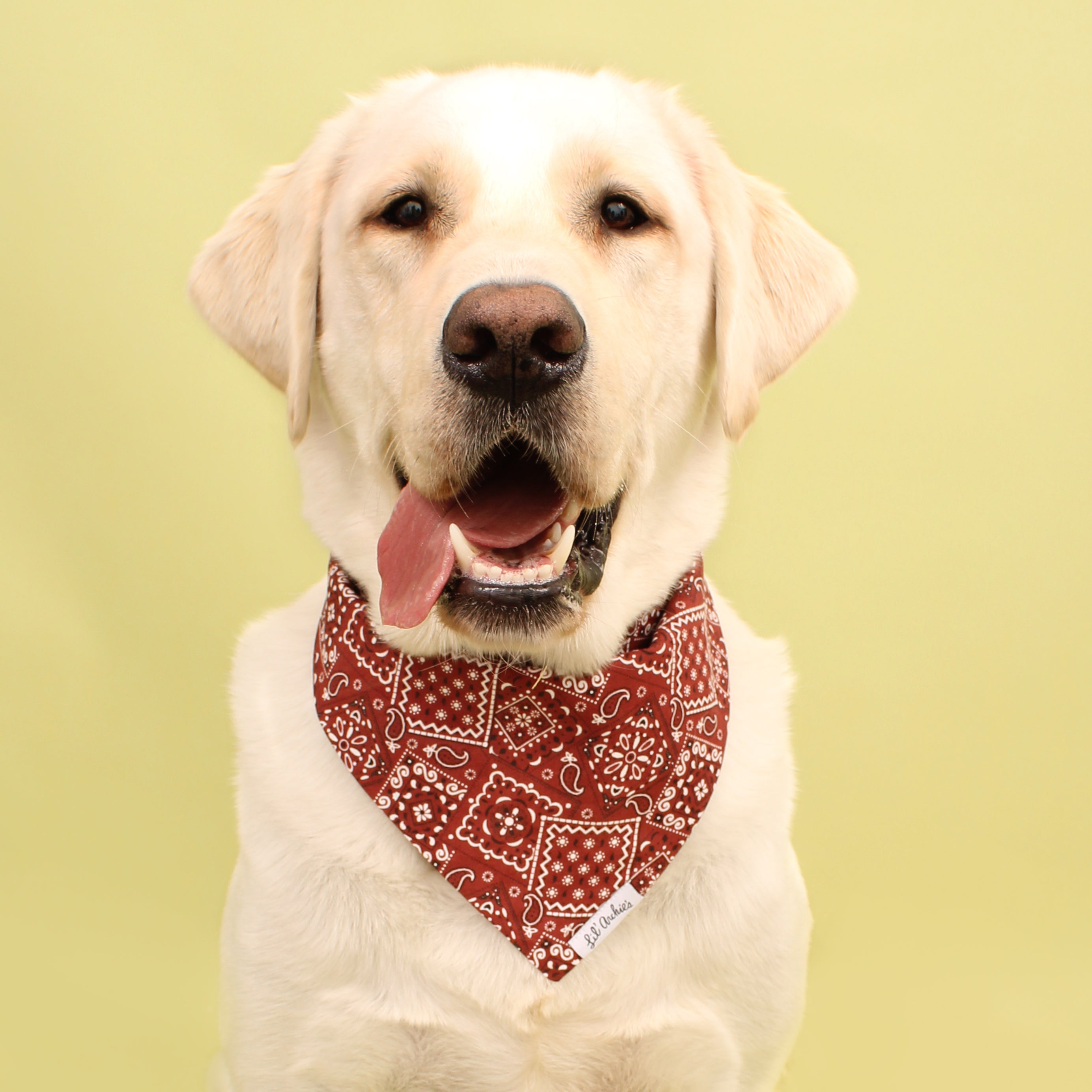 Howdy- Dog Bandana
