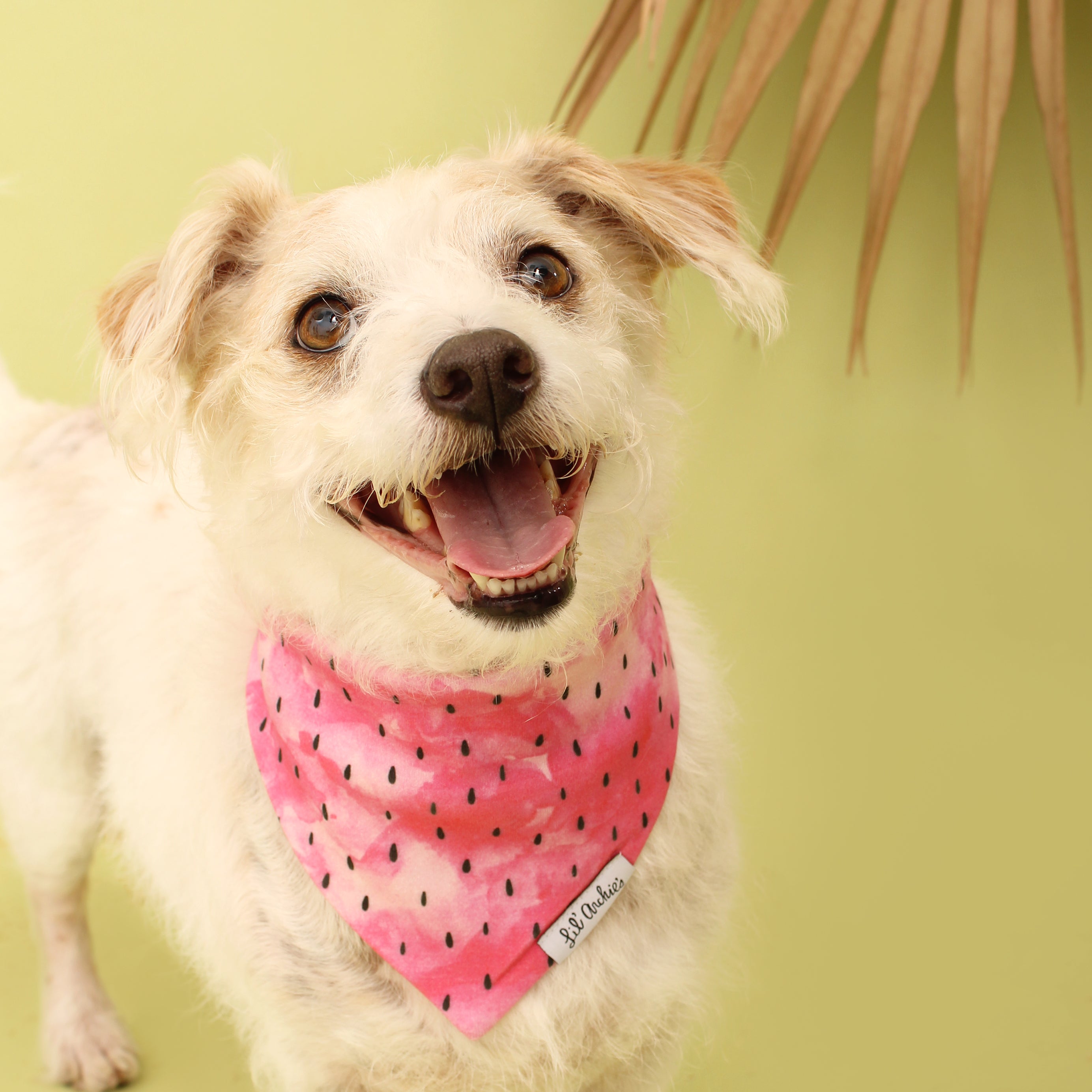 Juicy Bite- Dog Bandana
