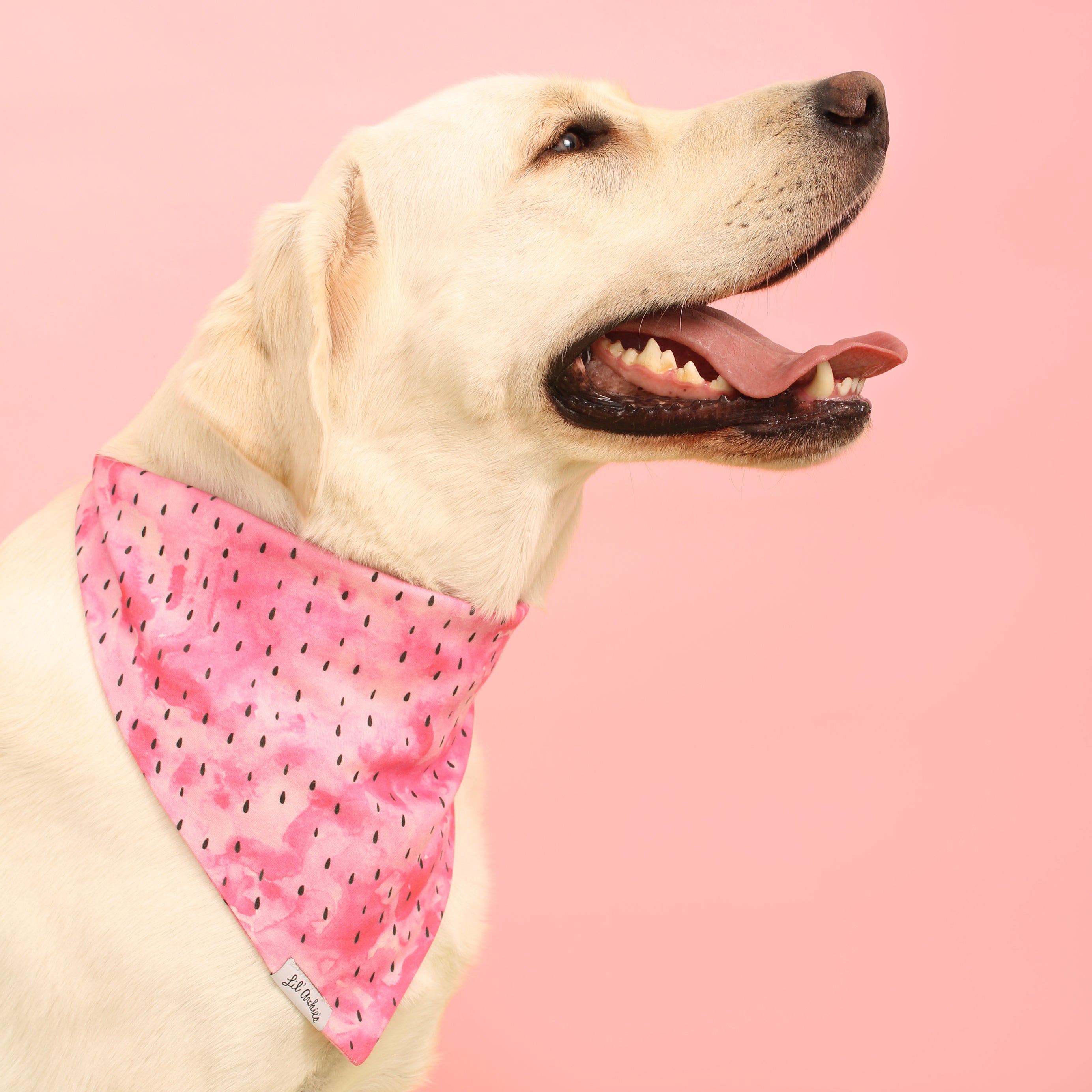 Juicy Bite- Dog Bandana