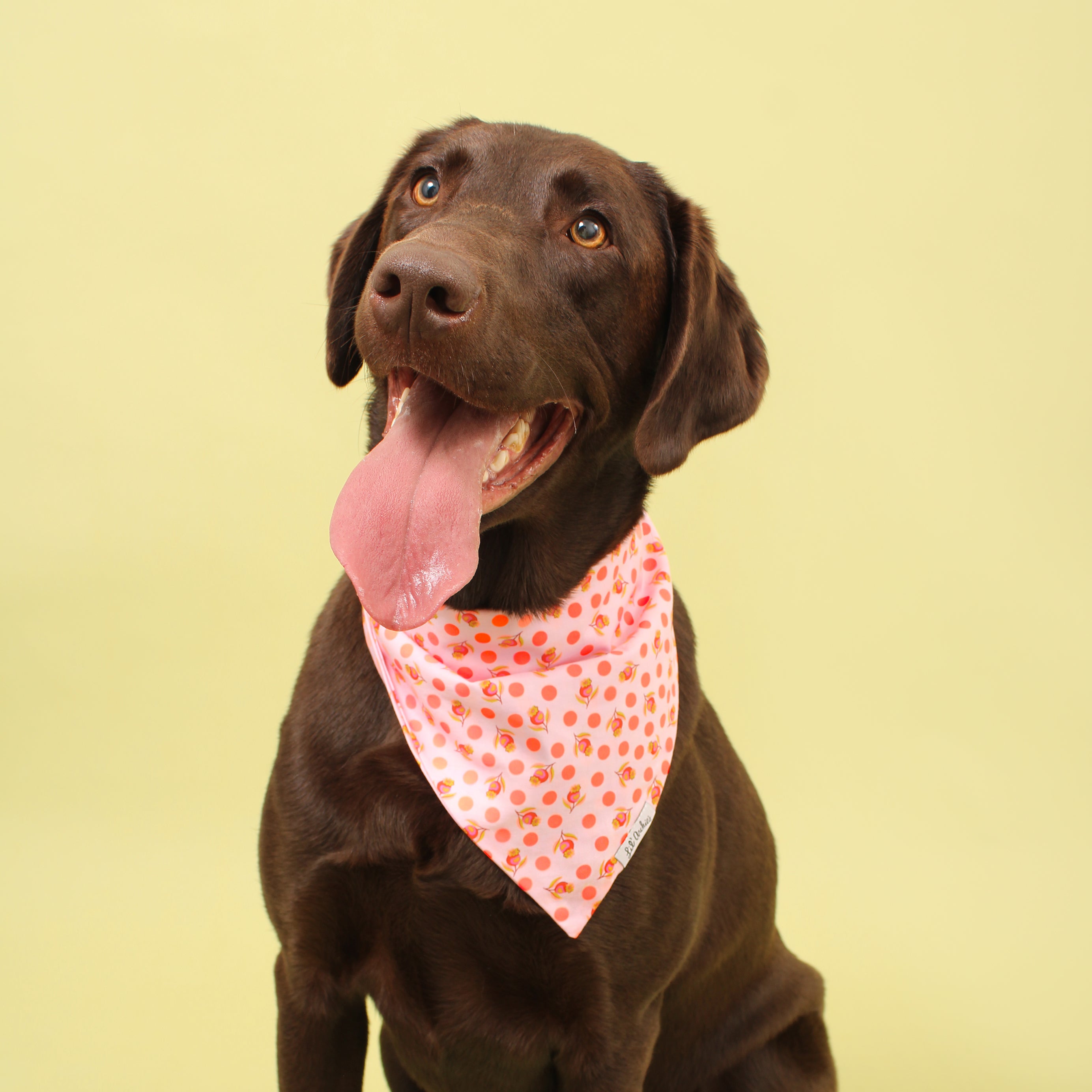 Neon Berry Dot- Dog Bandana