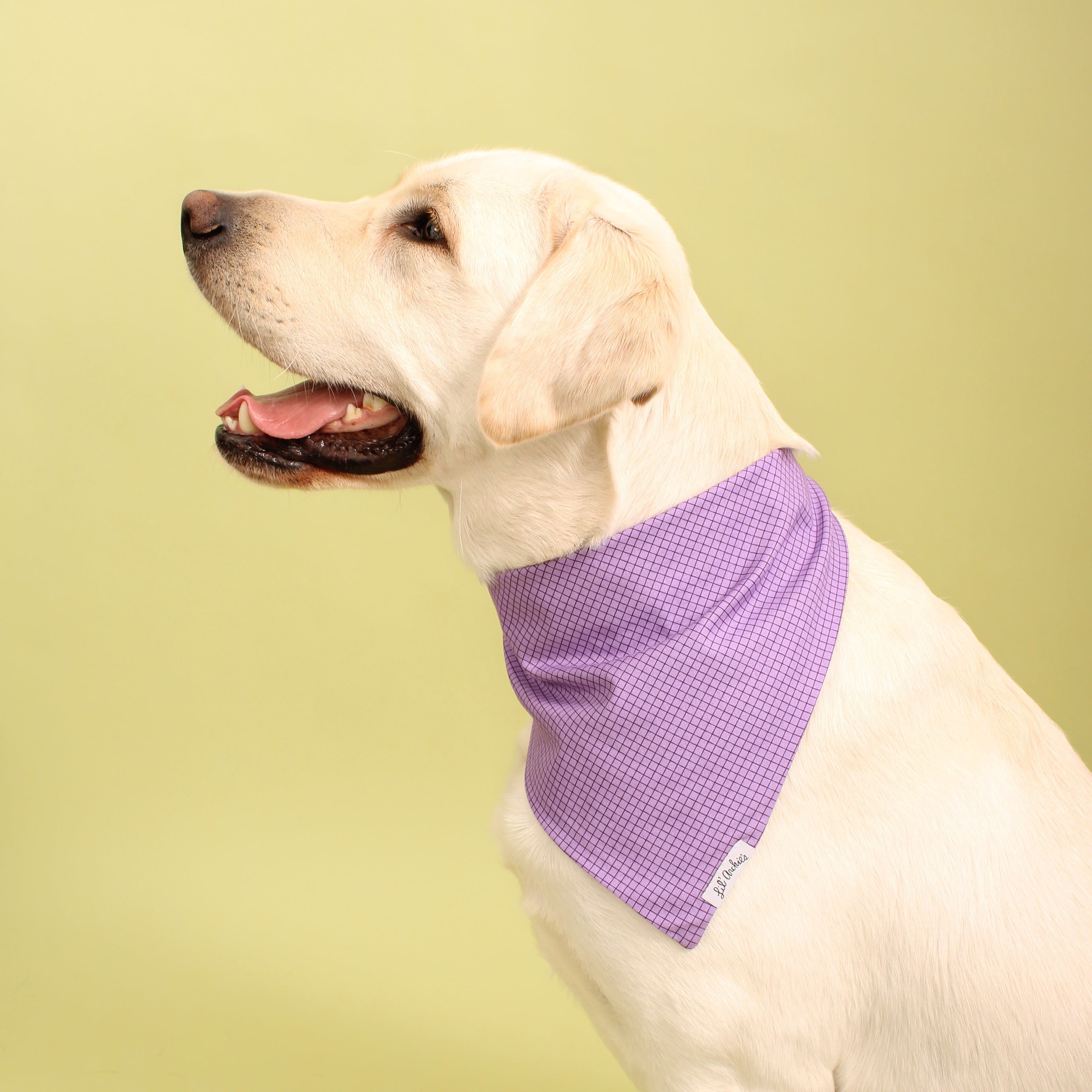 Purple Tron - Dog Bandana