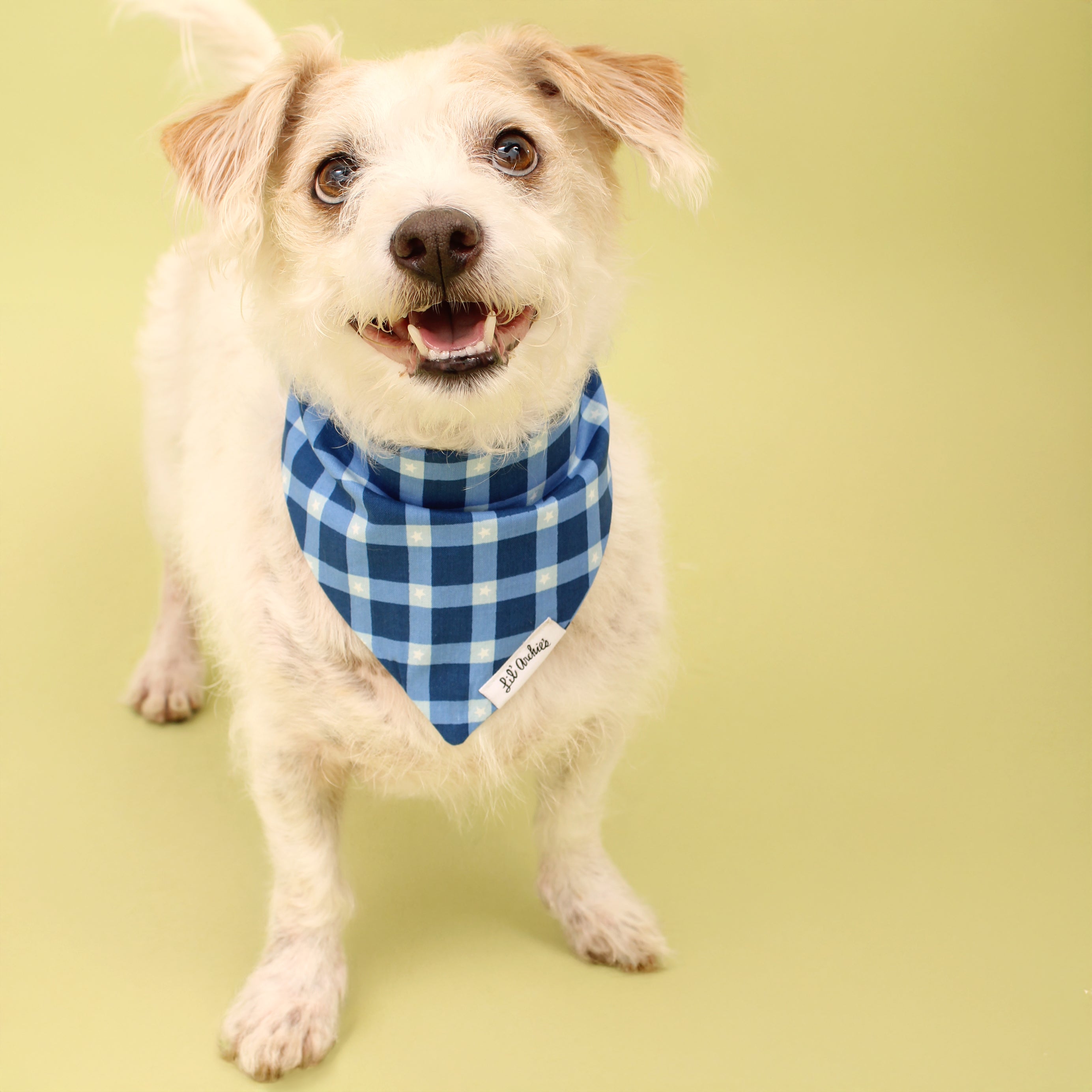 Star Plaid - Dog Bandana