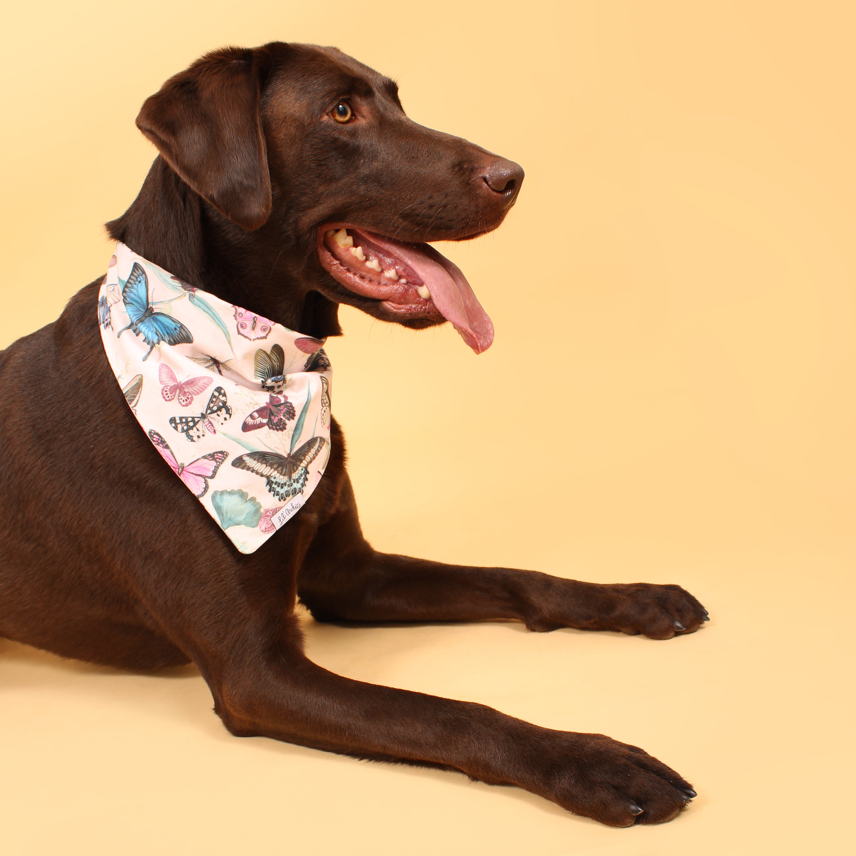 Storm of Butterflies- Dog Bandana