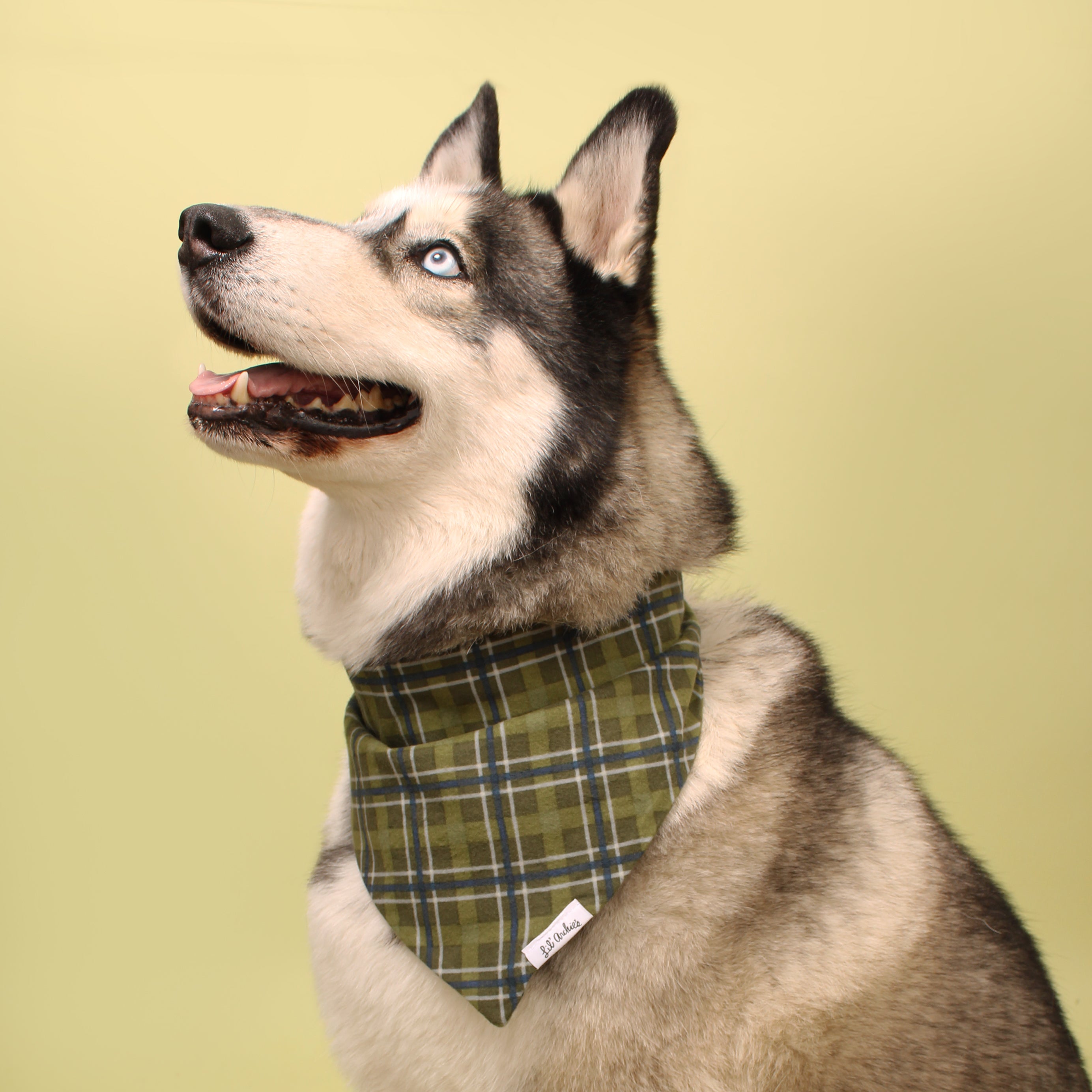 Forest Plaid- Dog Bandana