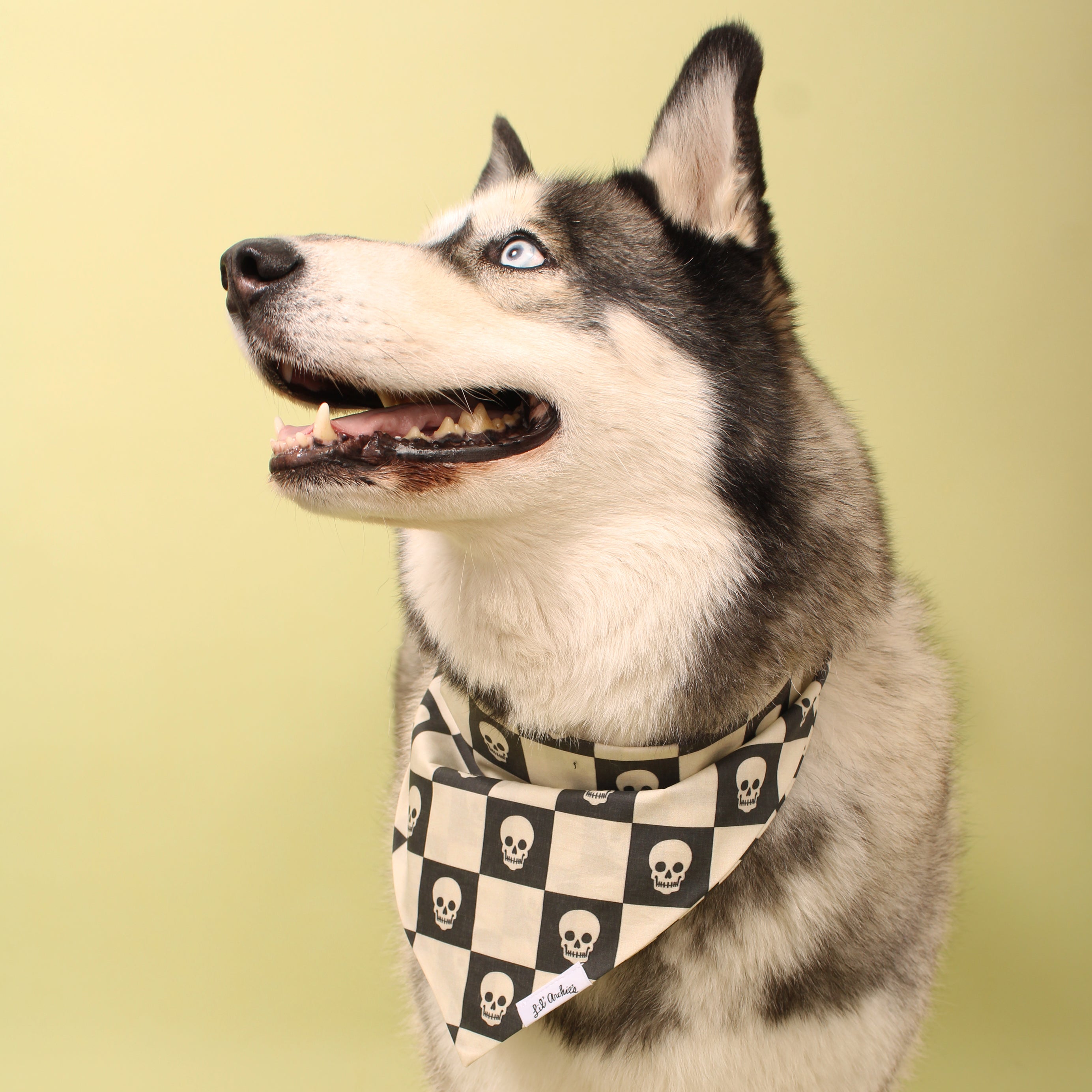 Skull Punk- Dog Bandana