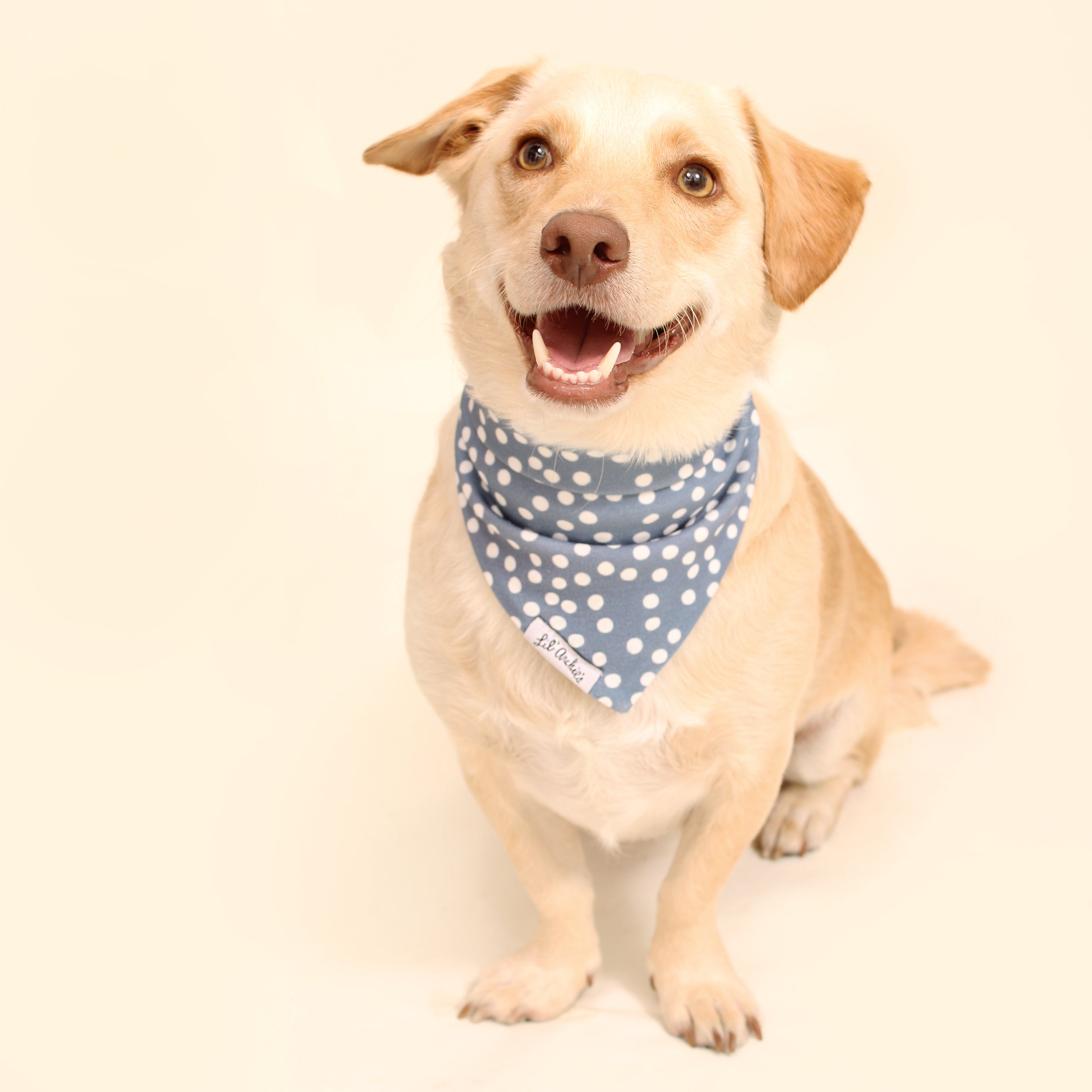 Blueberry Dot - Dog Bandana