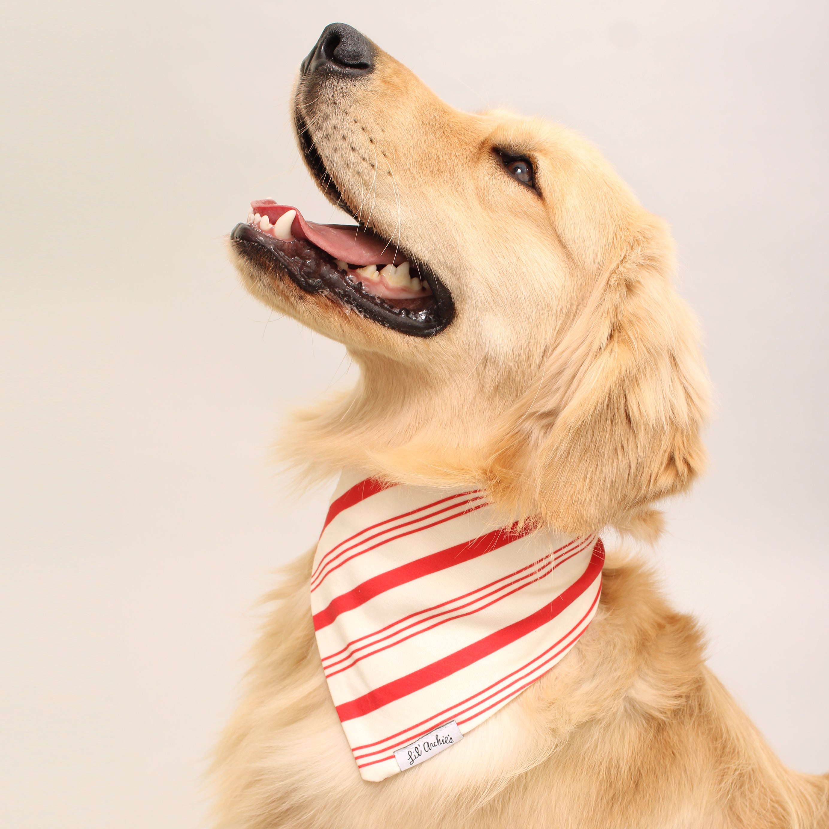 Candy Cane - Holiday Dog Bandana