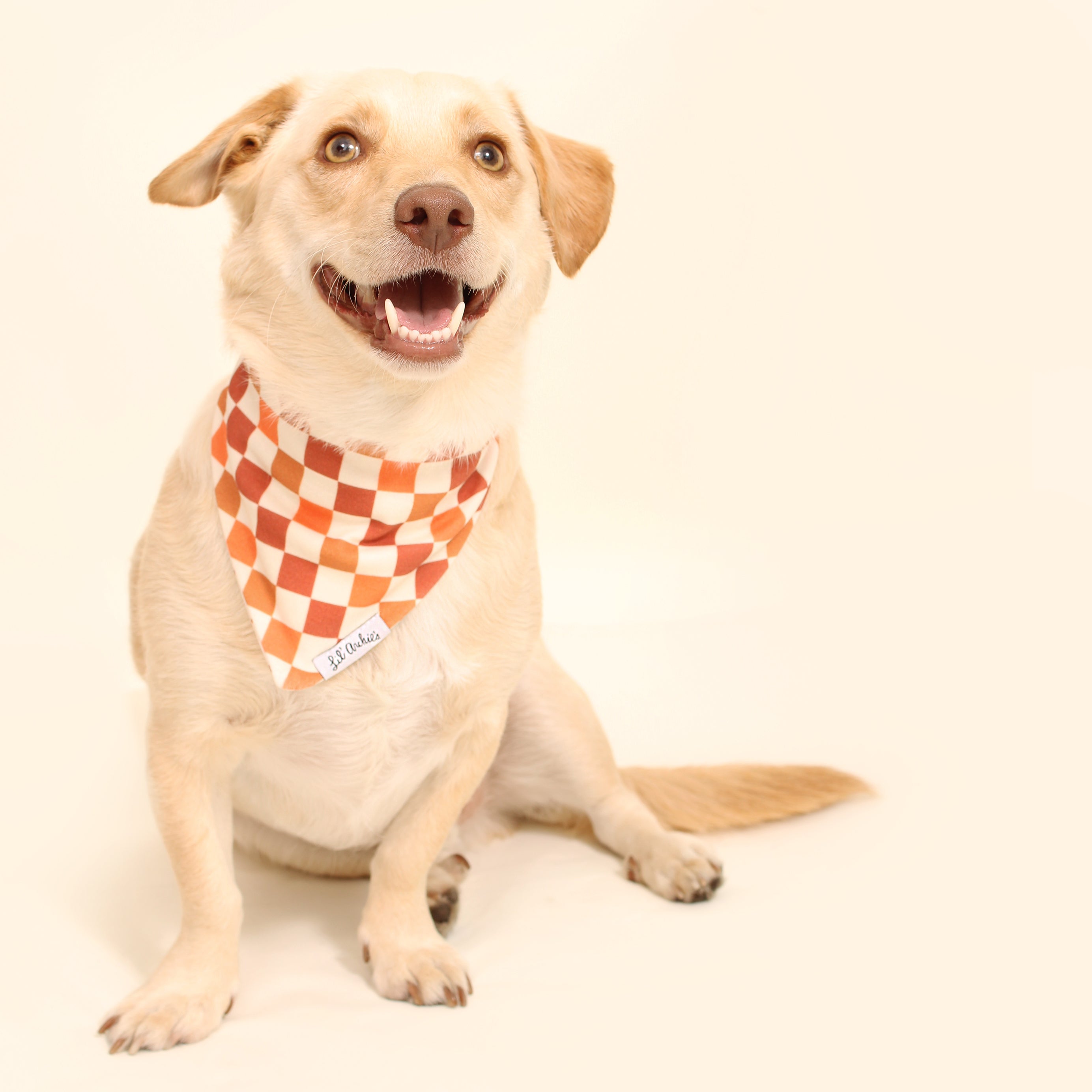 Checked Out - Dog Bandana