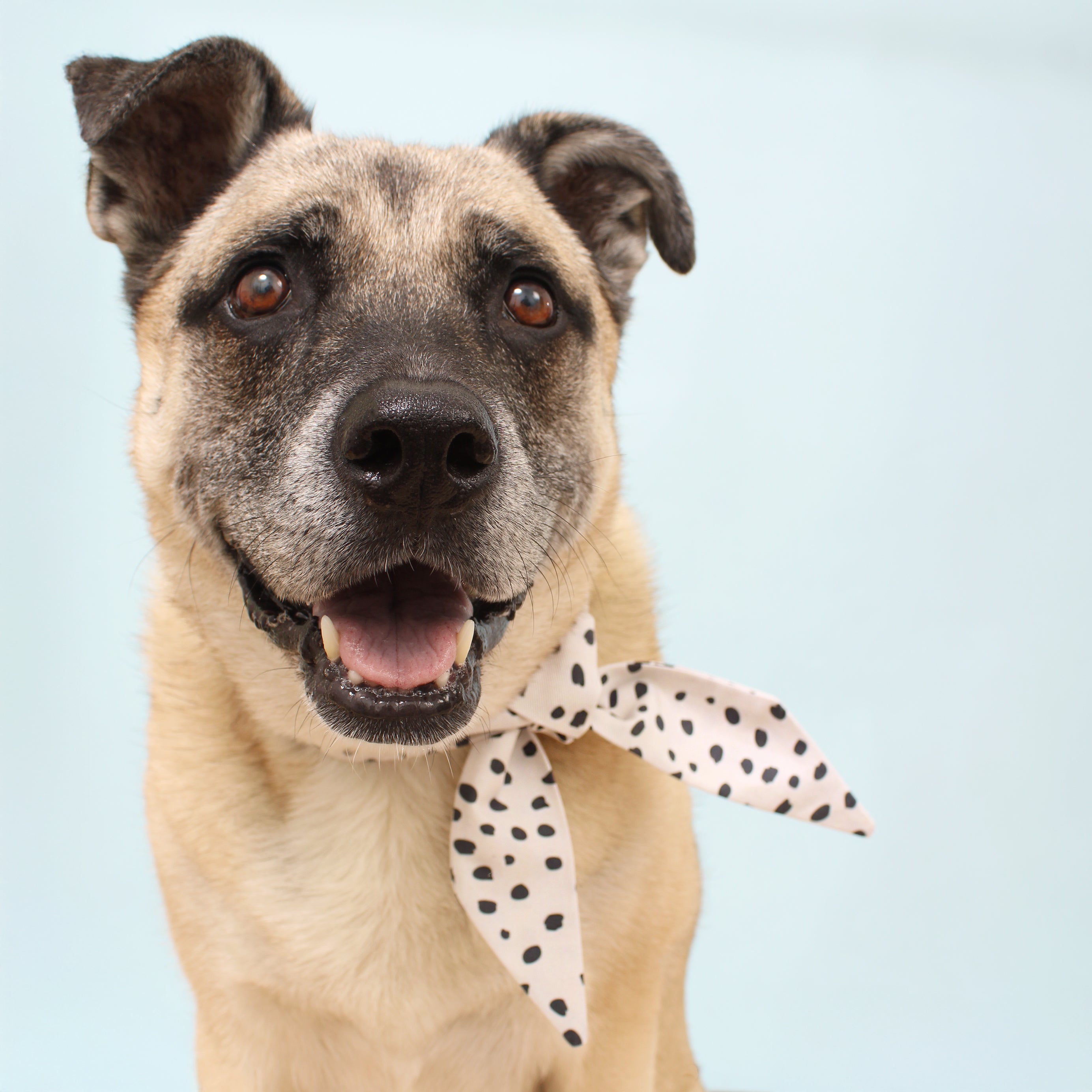 Bowie - Deluxe Frenchie Twist Dog Necktie