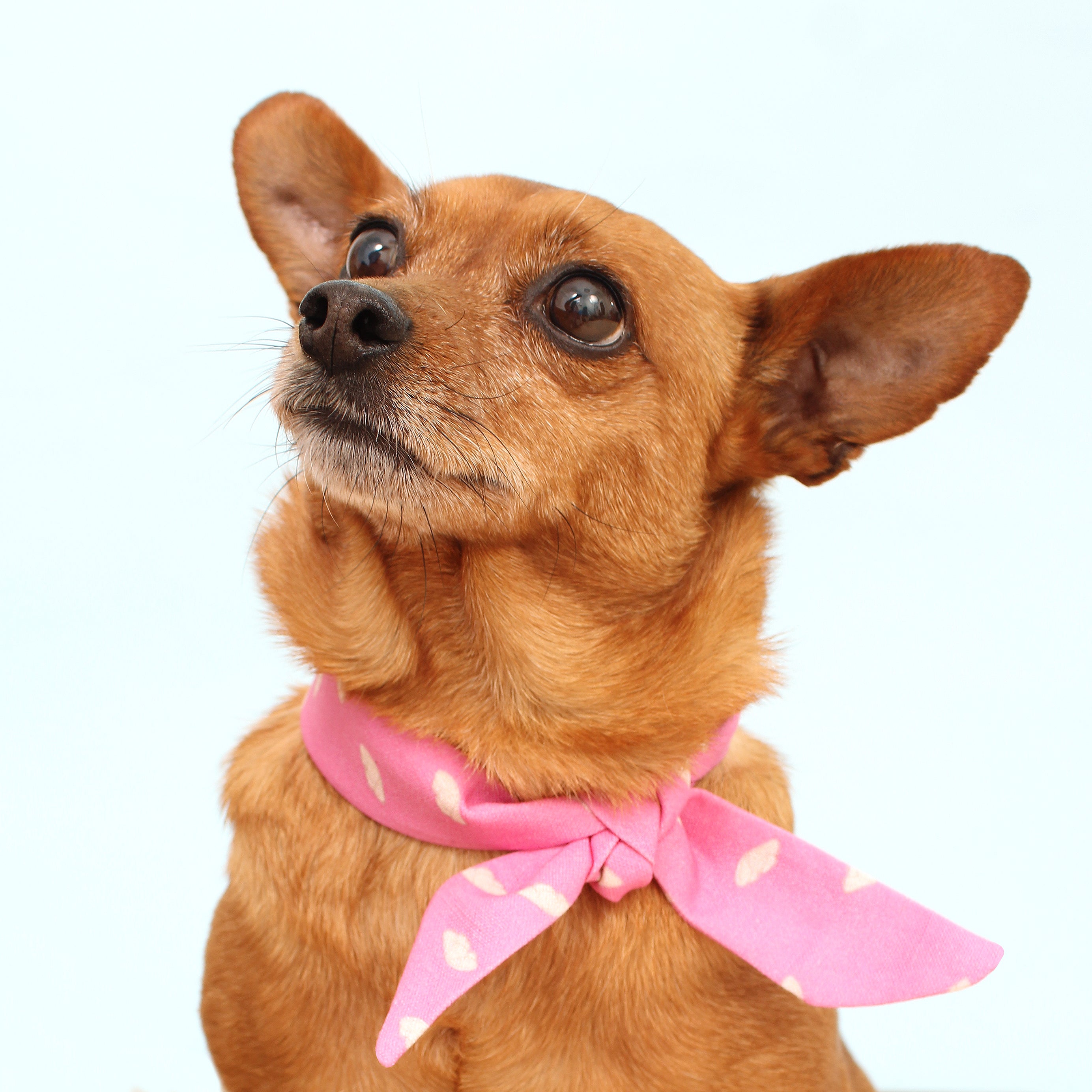 Breezy - Deluxe Frenchie Twist Dog Necktie