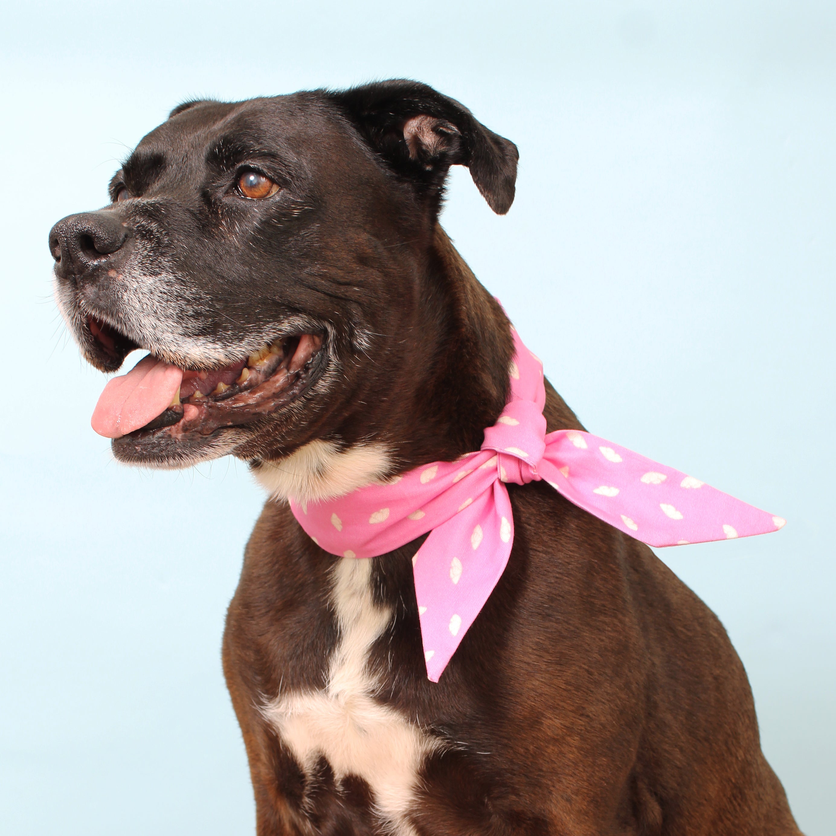 Breezy - Deluxe Frenchie Twist Dog Necktie