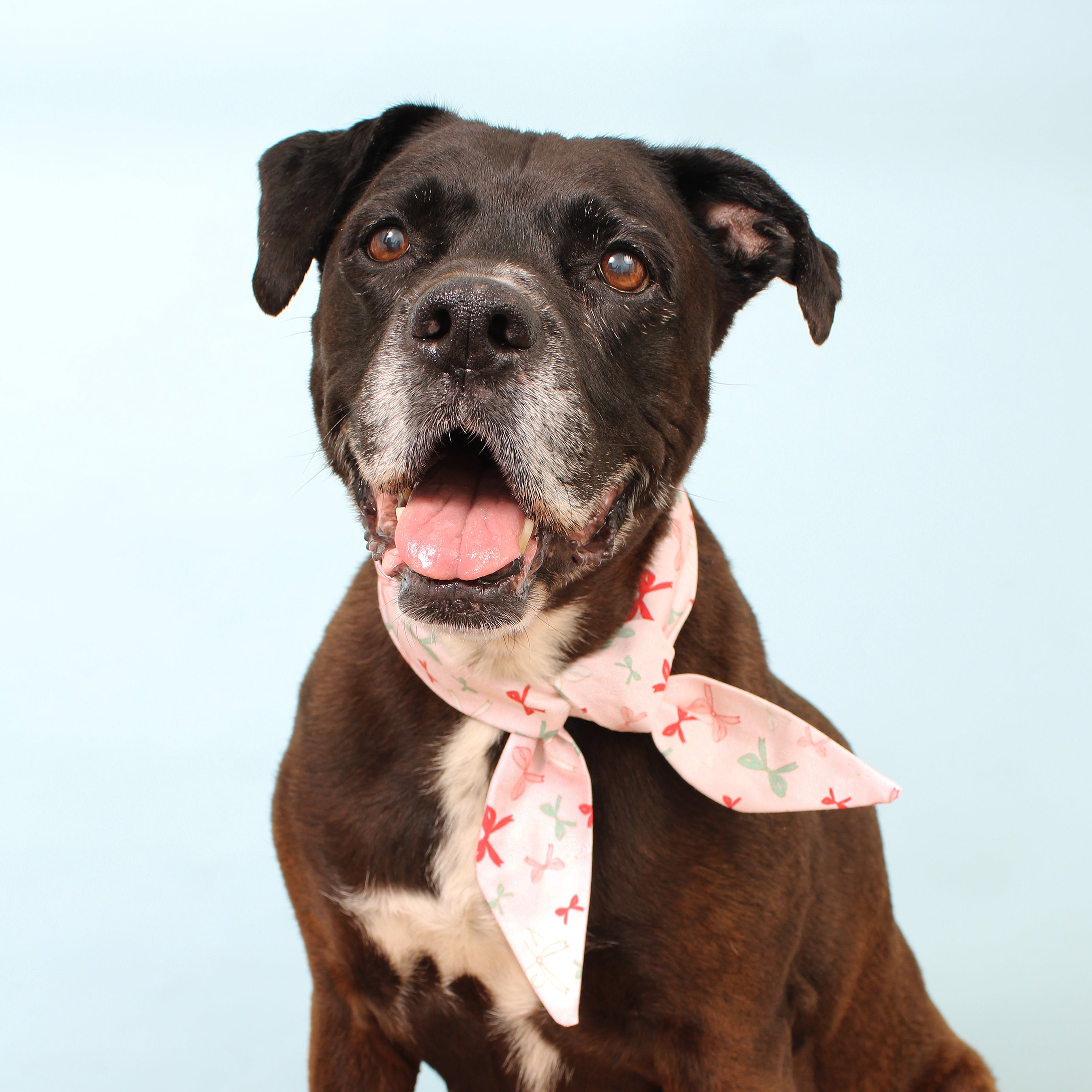 Floating Bows - Deluxe Frenchie Twist Dog Necktie