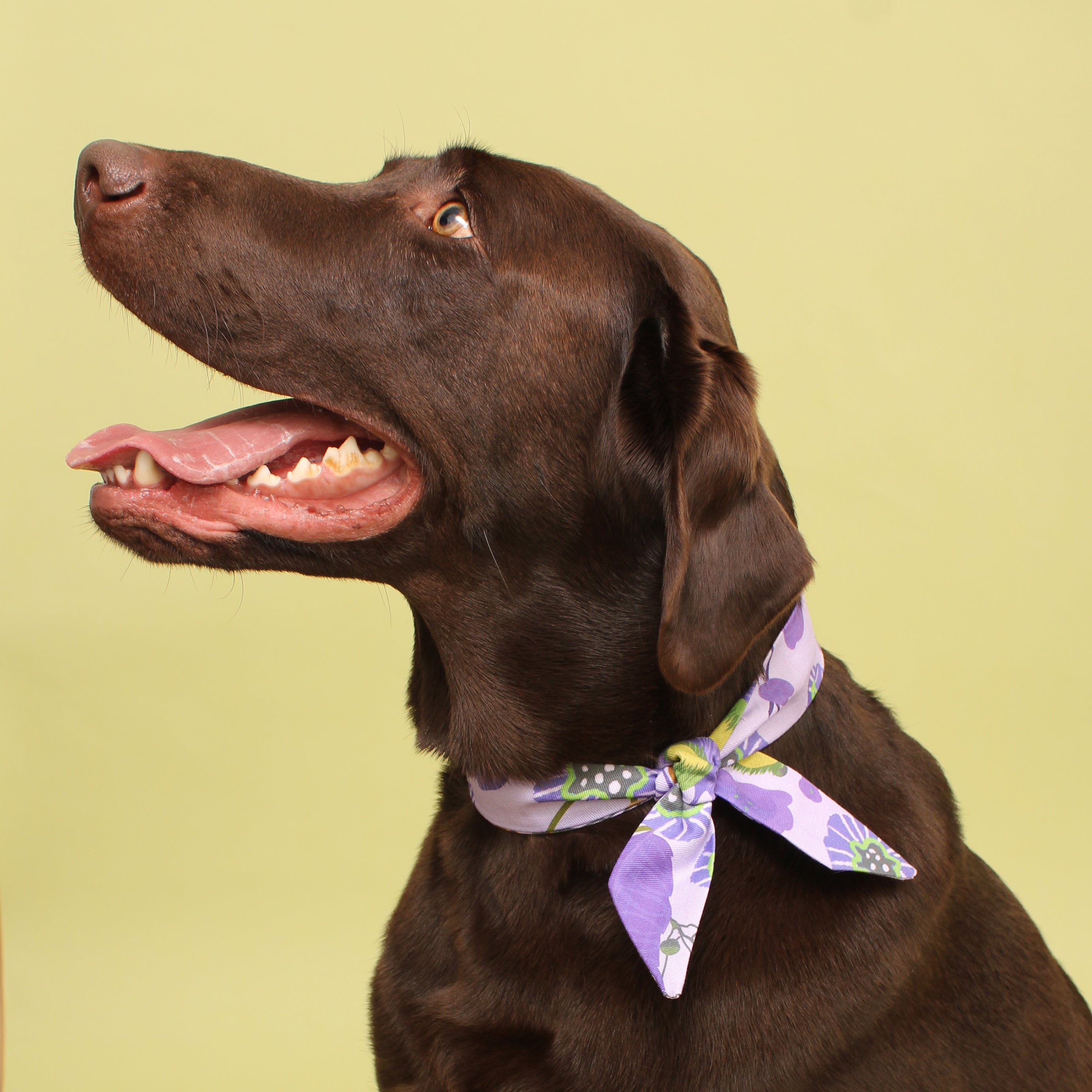Royal Bloom- Frenchie Twist Deluxe Dog Necktie