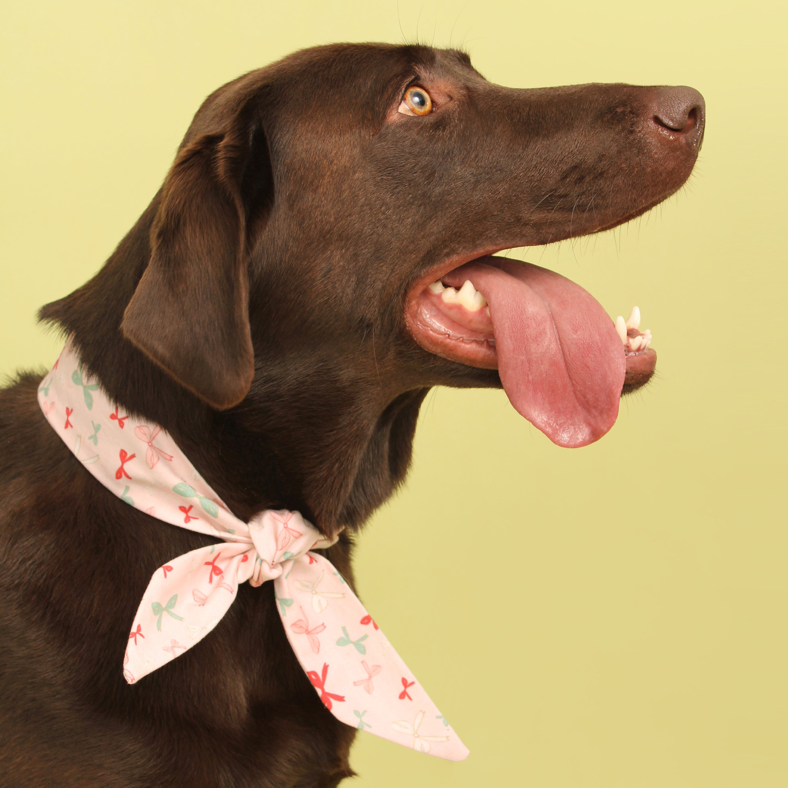 Floating Bows - Frenchie Twist Deluxe Dog Necktie
