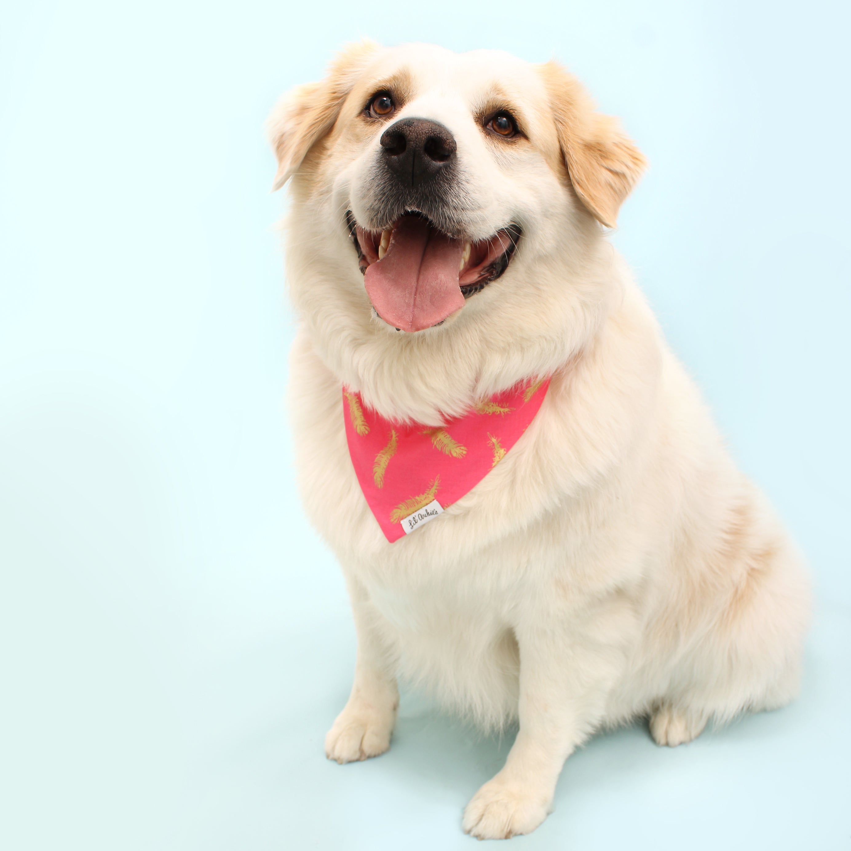 Gold Feather Diva- Dog Bandana