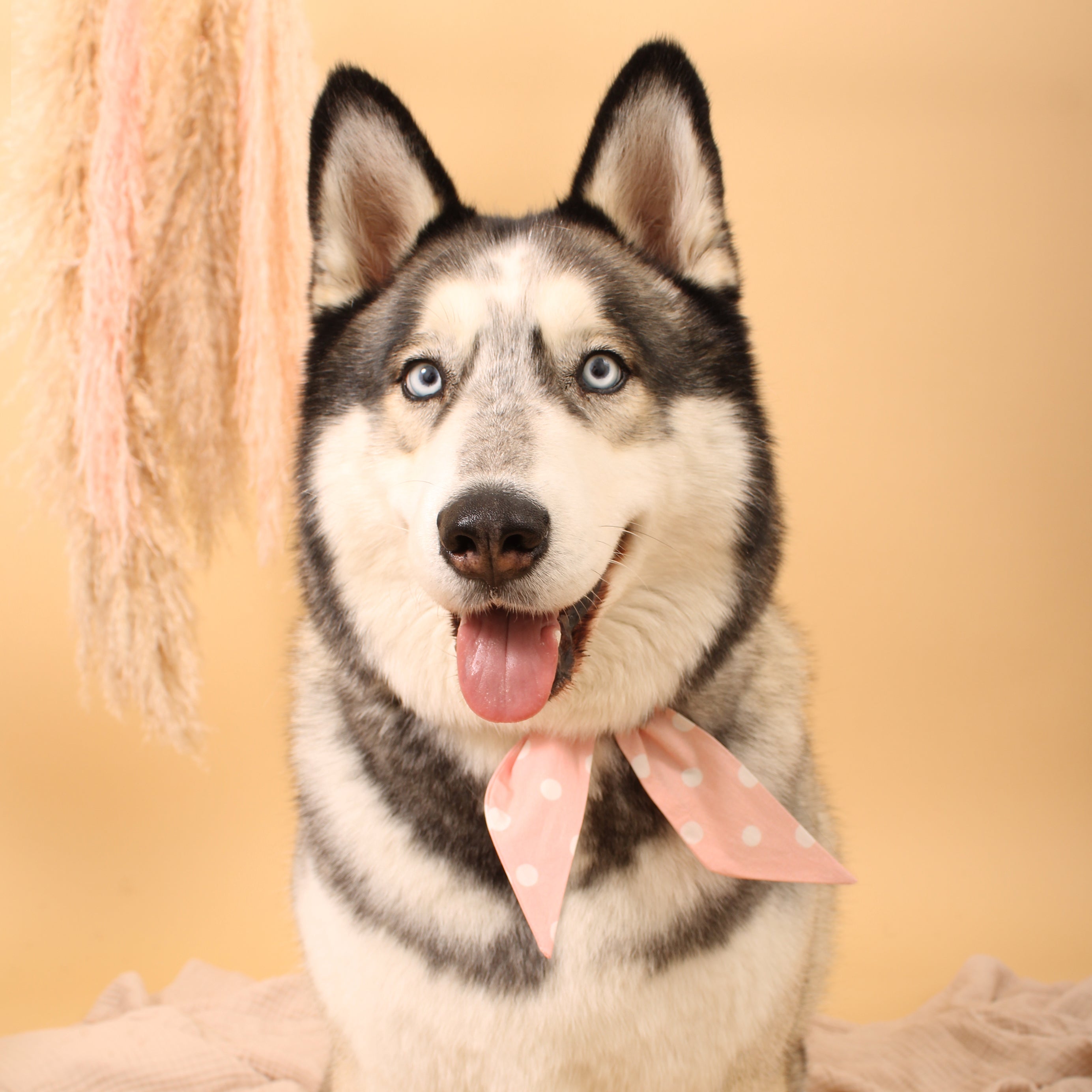 Pretty Pink Dot - Frenchie Twist Dog Necktie