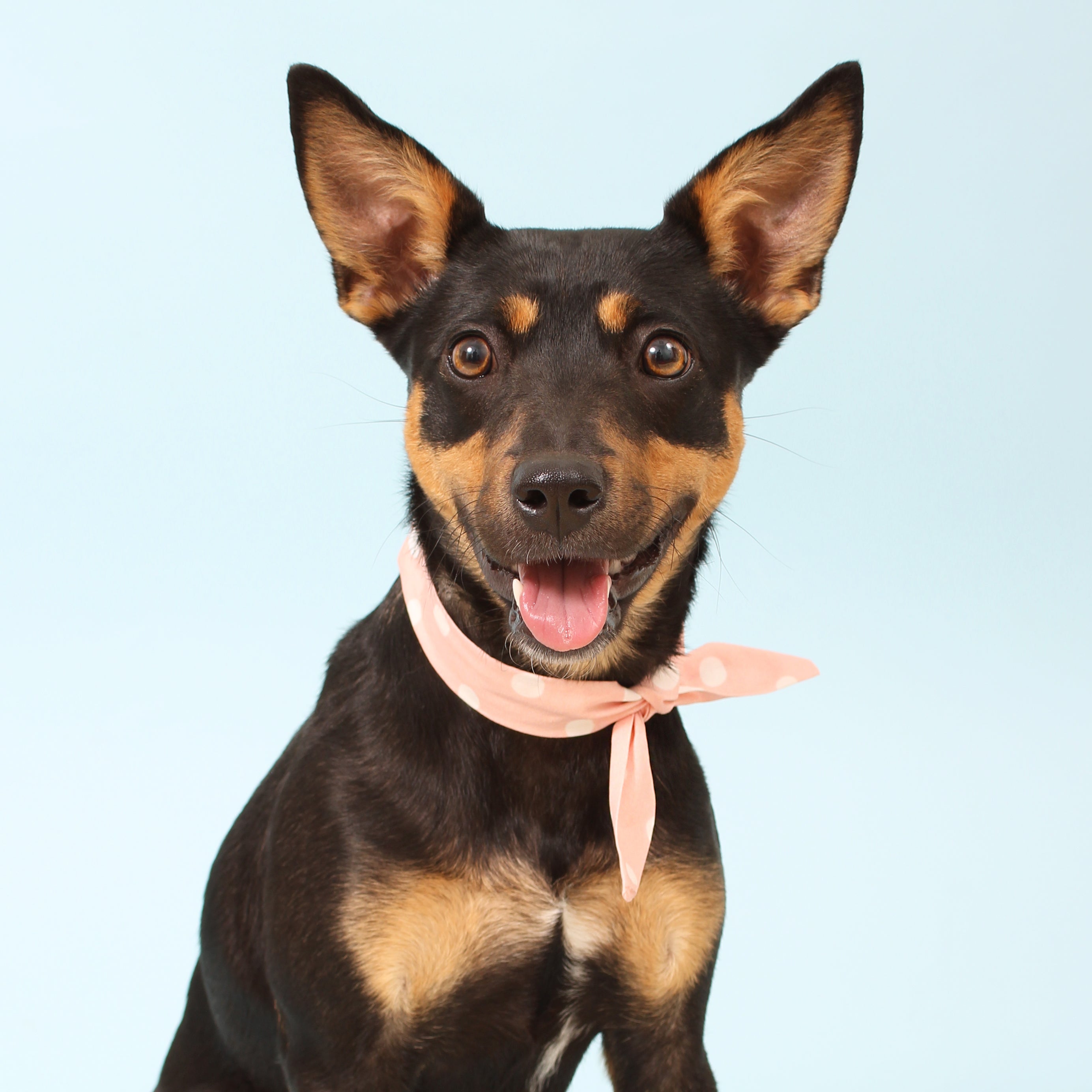Pretty Pink Dot - Frenchie Twist Dog Necktie