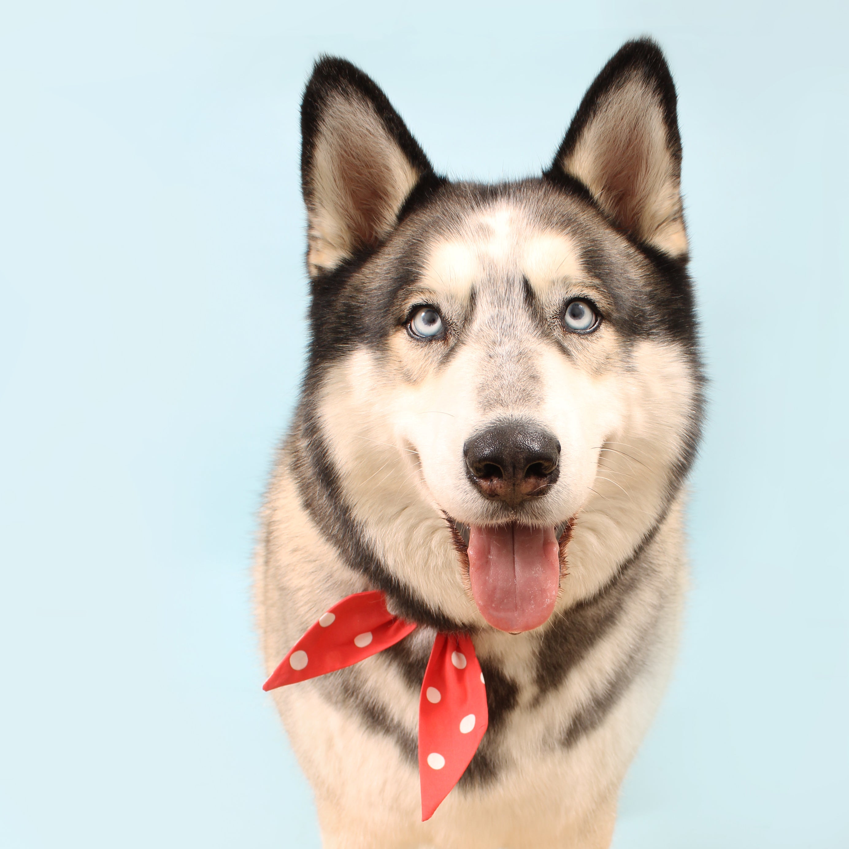 Rojo Dot - Frenchie Twist Dog Necktie