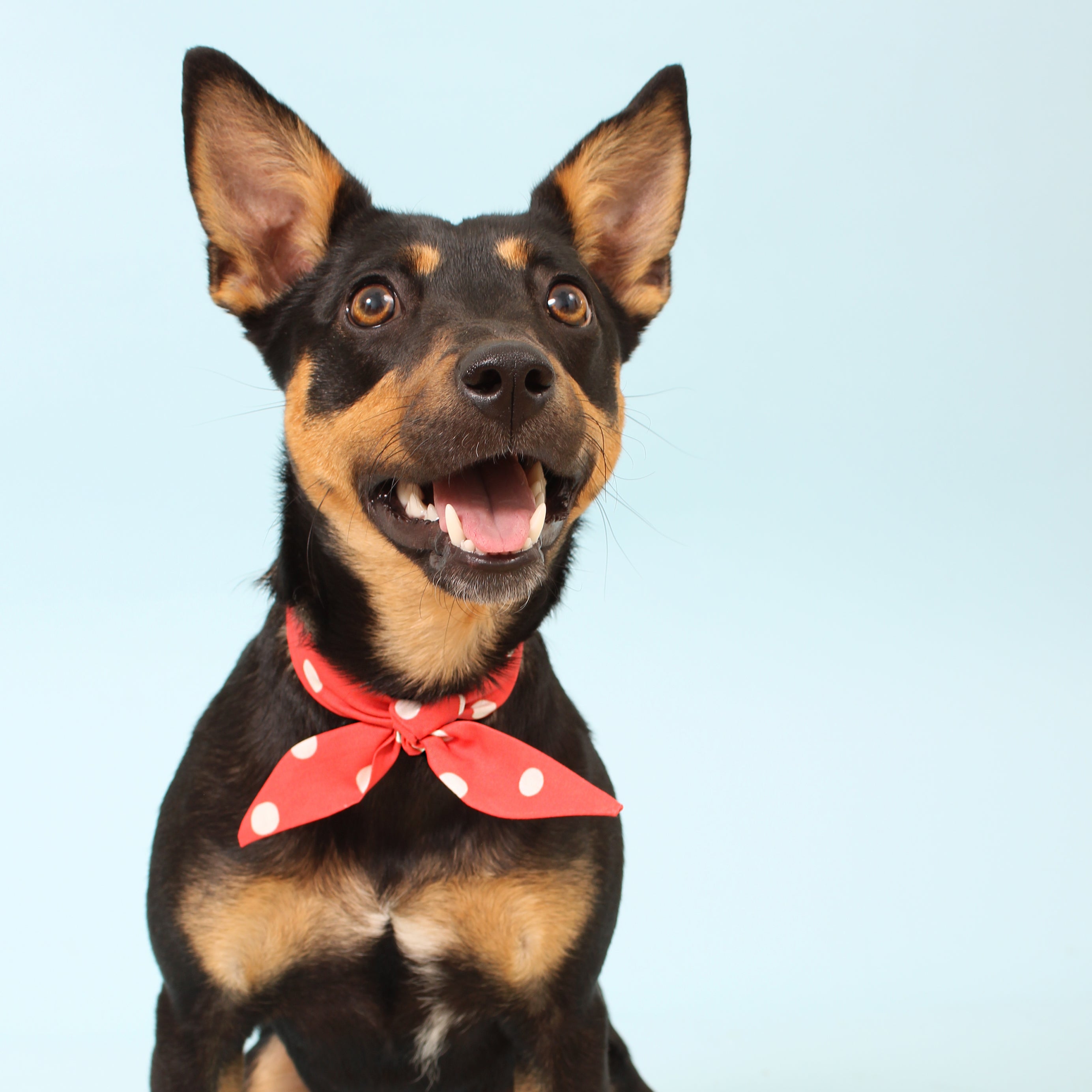 Rojo Dot - Frenchie Twist Dog Necktie