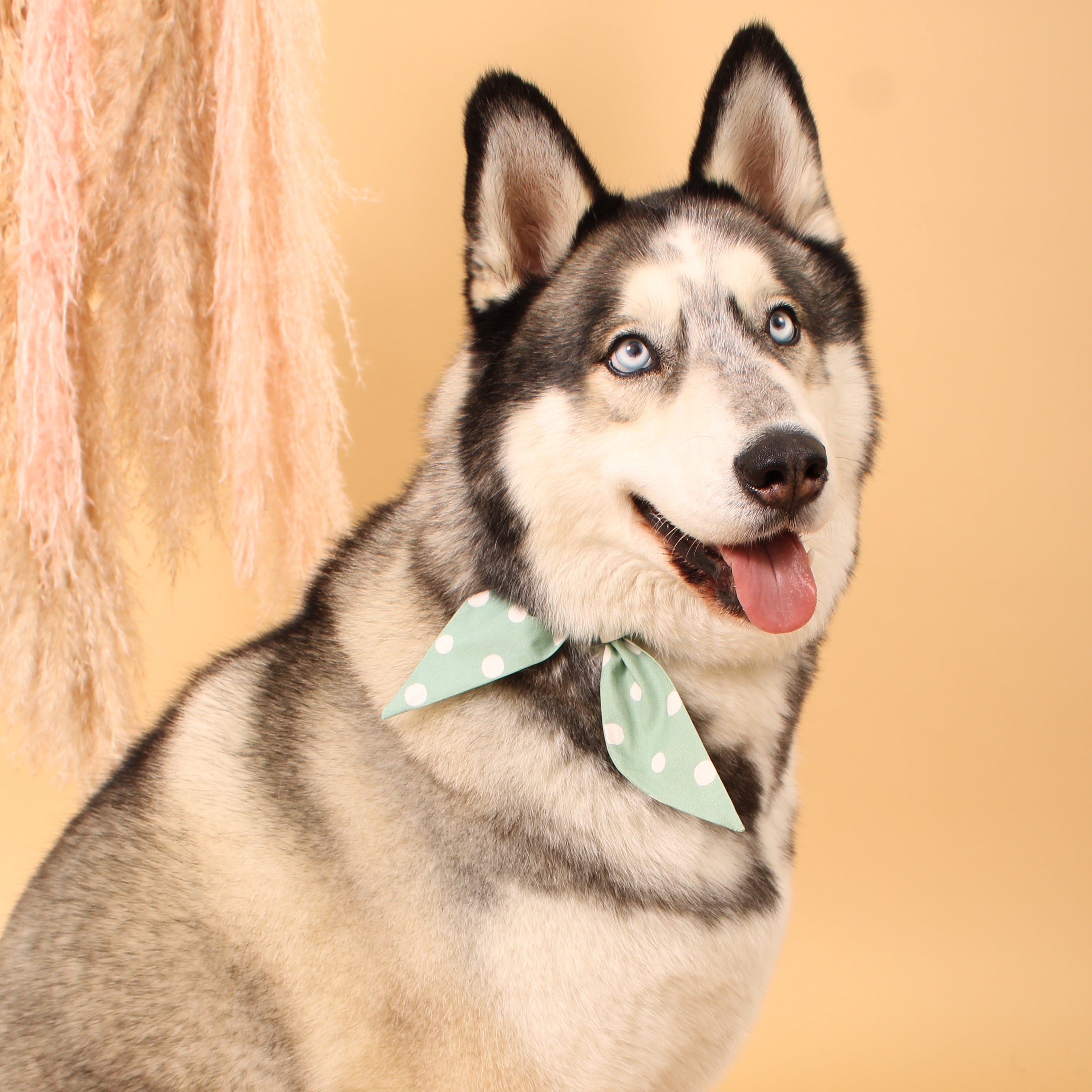 Seafoam Dot - Frenchie Twist Dog Necktie