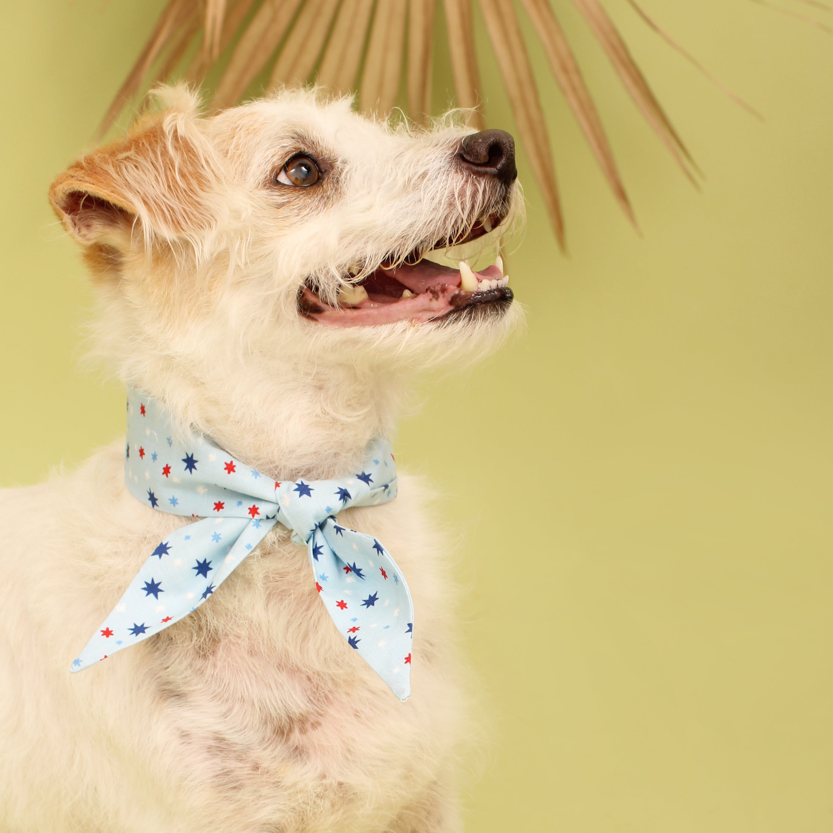 Happy Stars - Frenchie Twist Dog Necktie