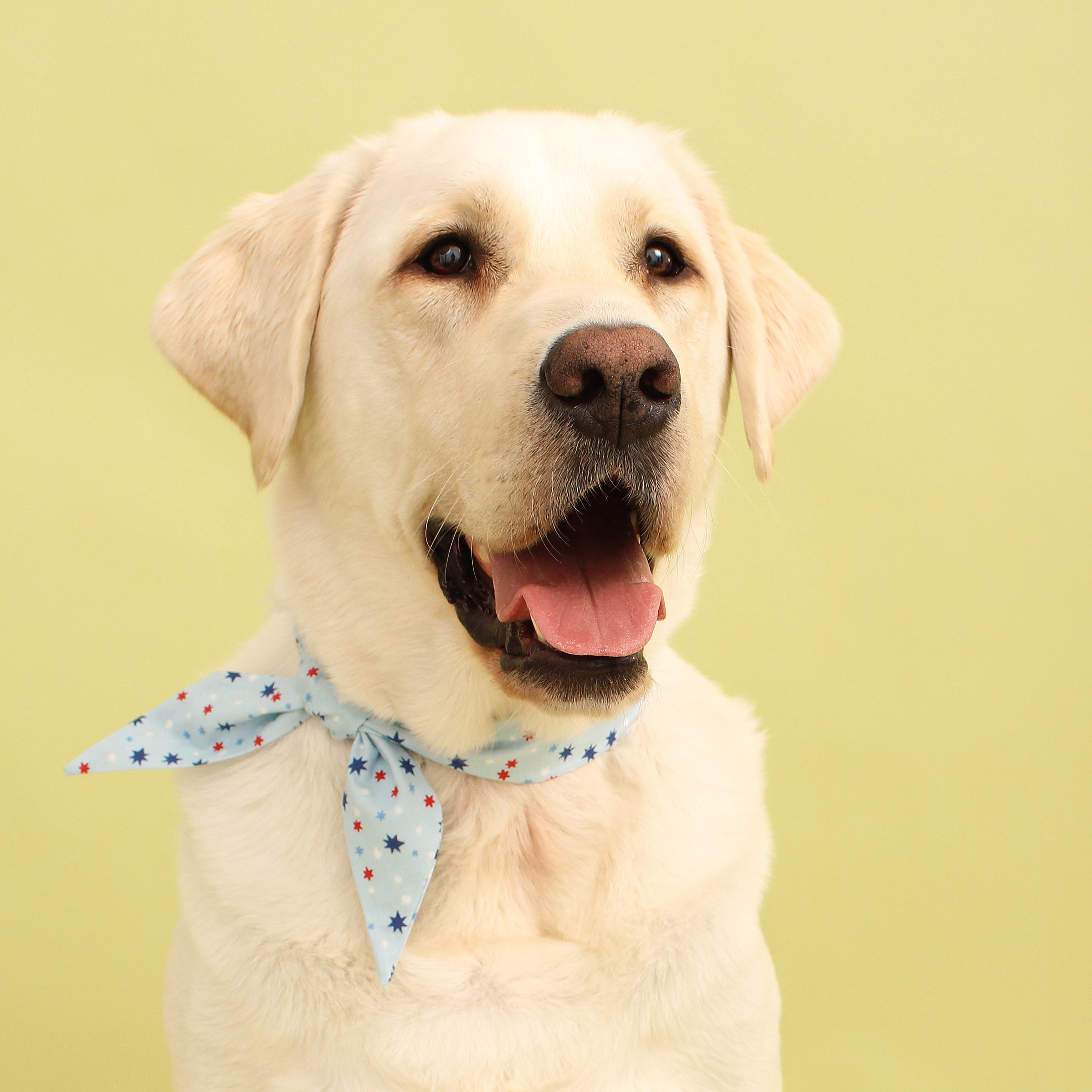 Happy Stars - Frenchie Twist Dog Necktie