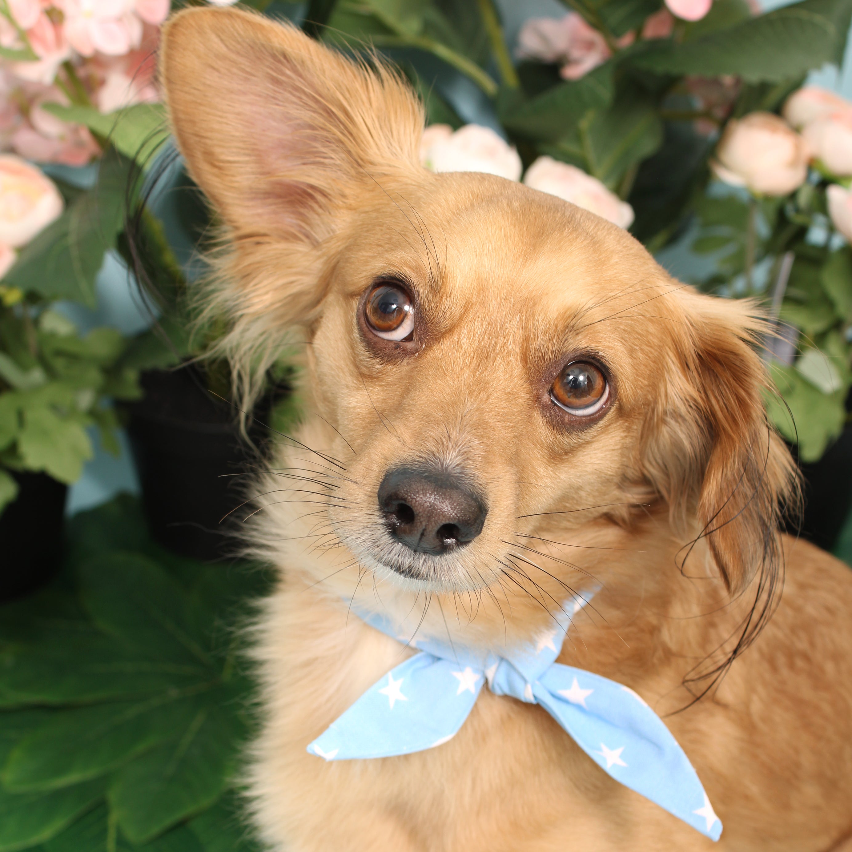 Sweet Blue Star - Frenchie Twist Dog Necktie