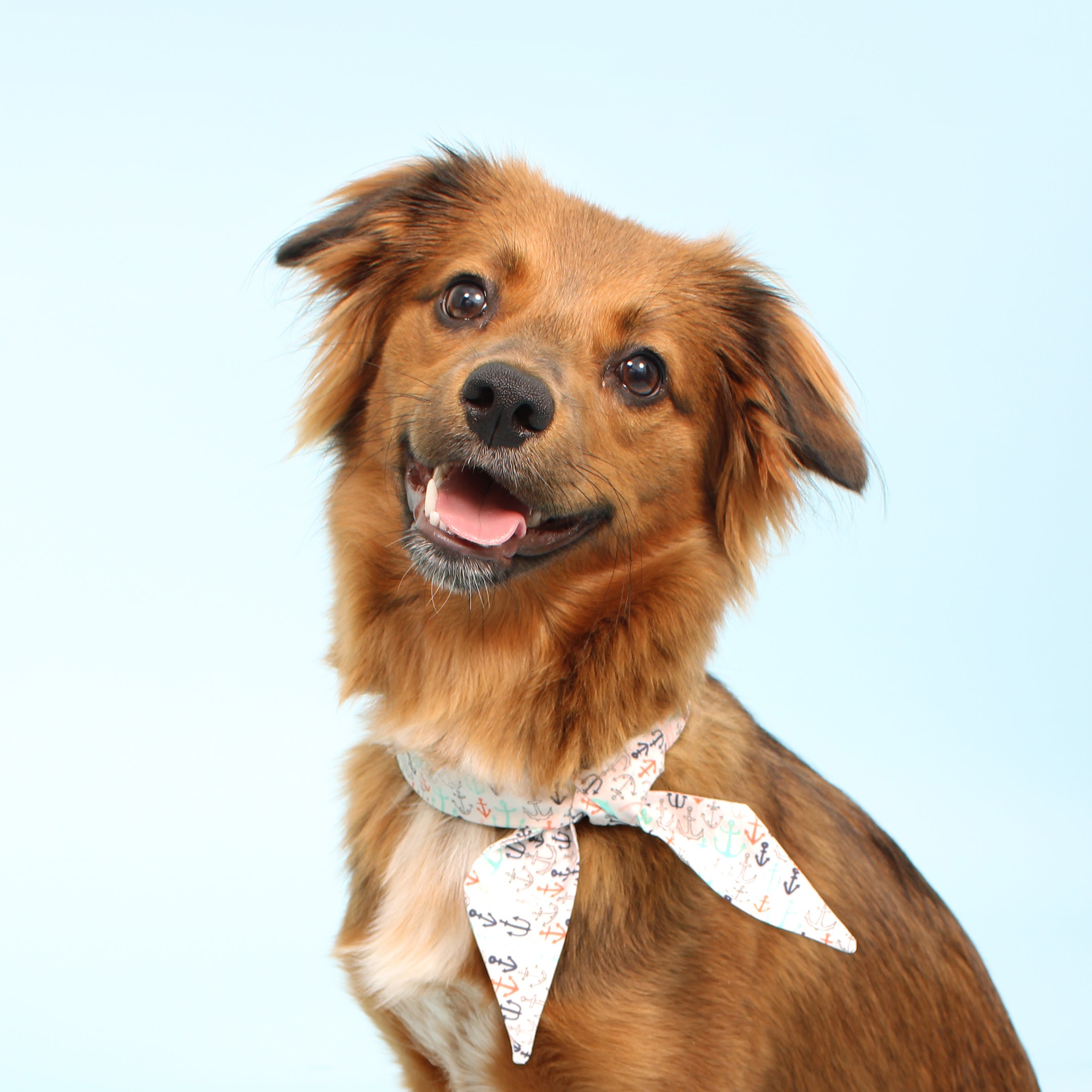 Pet necktie 2024