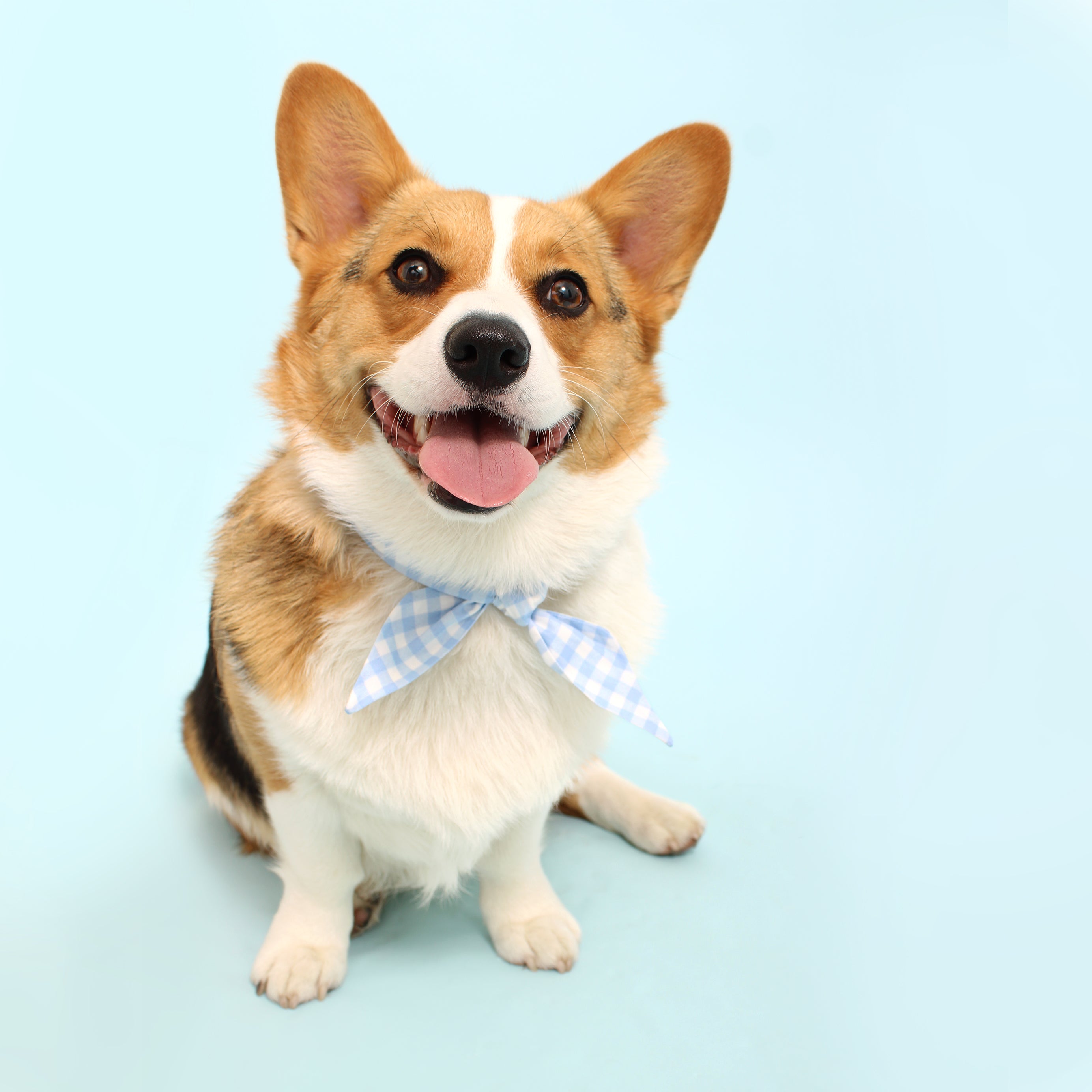 Duchess - Frenchie Twist Dog Necktie