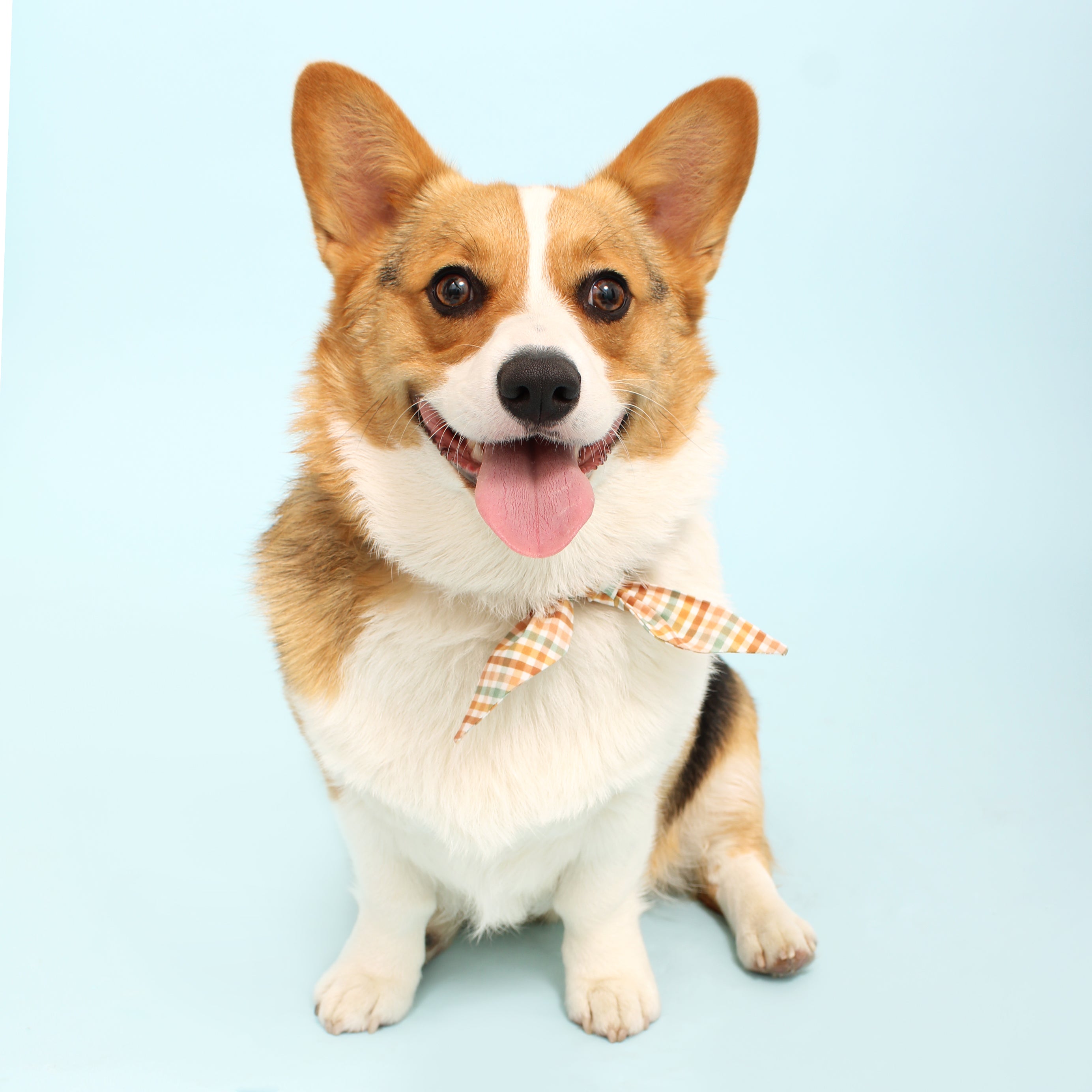 Sweetly Proper Plaid - Frenchie Twist Dog Necktie