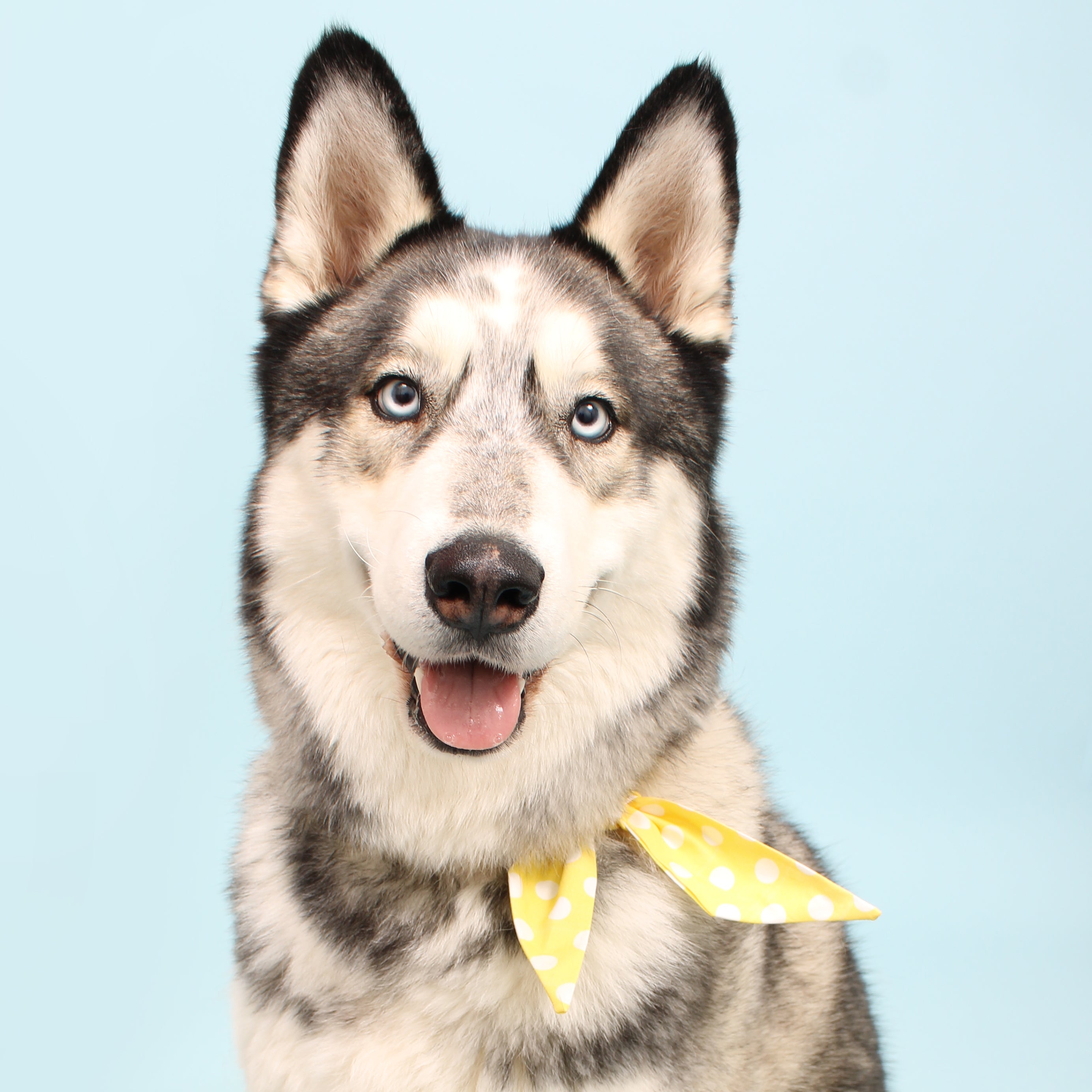 Golden - Frenchie Twist Dog Necktie