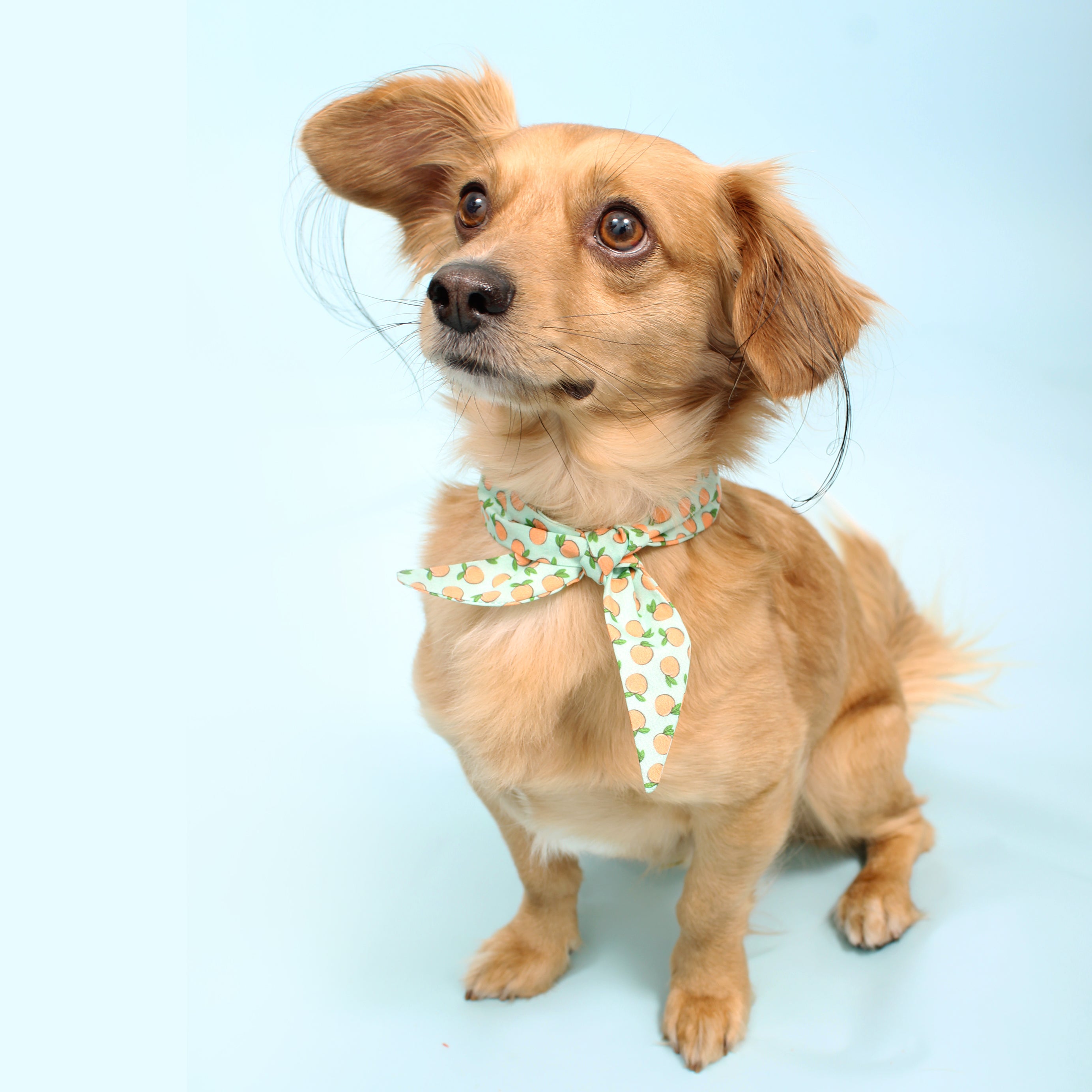 Peachy Keen - Frenchie Twist Dog Necktie