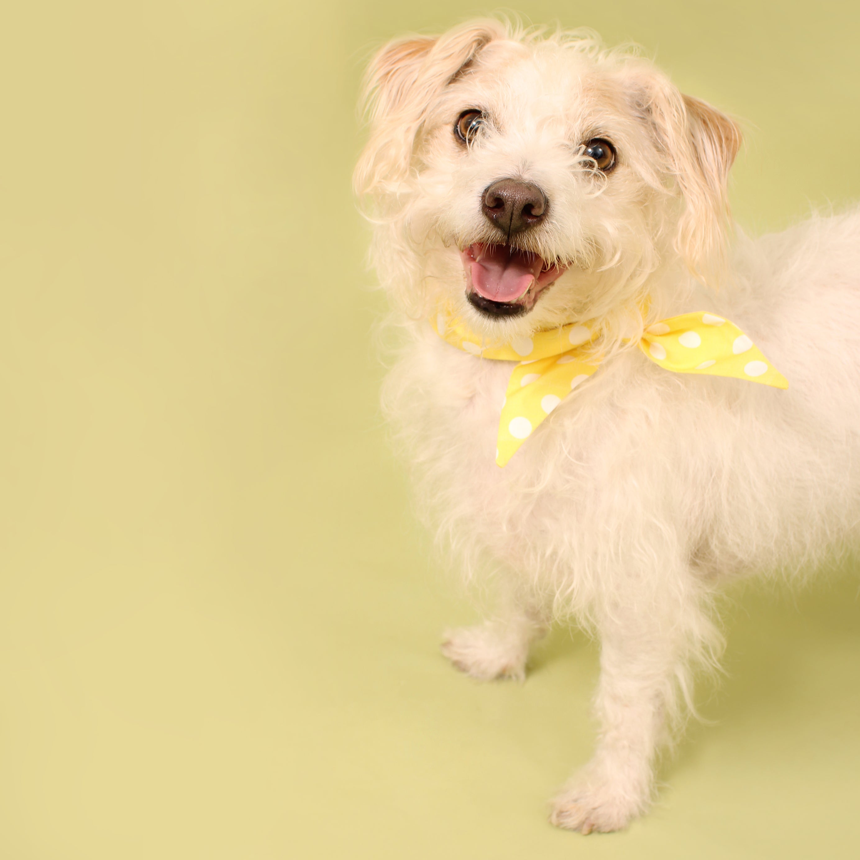 Golden - Frenchie Twist Dog Necktie