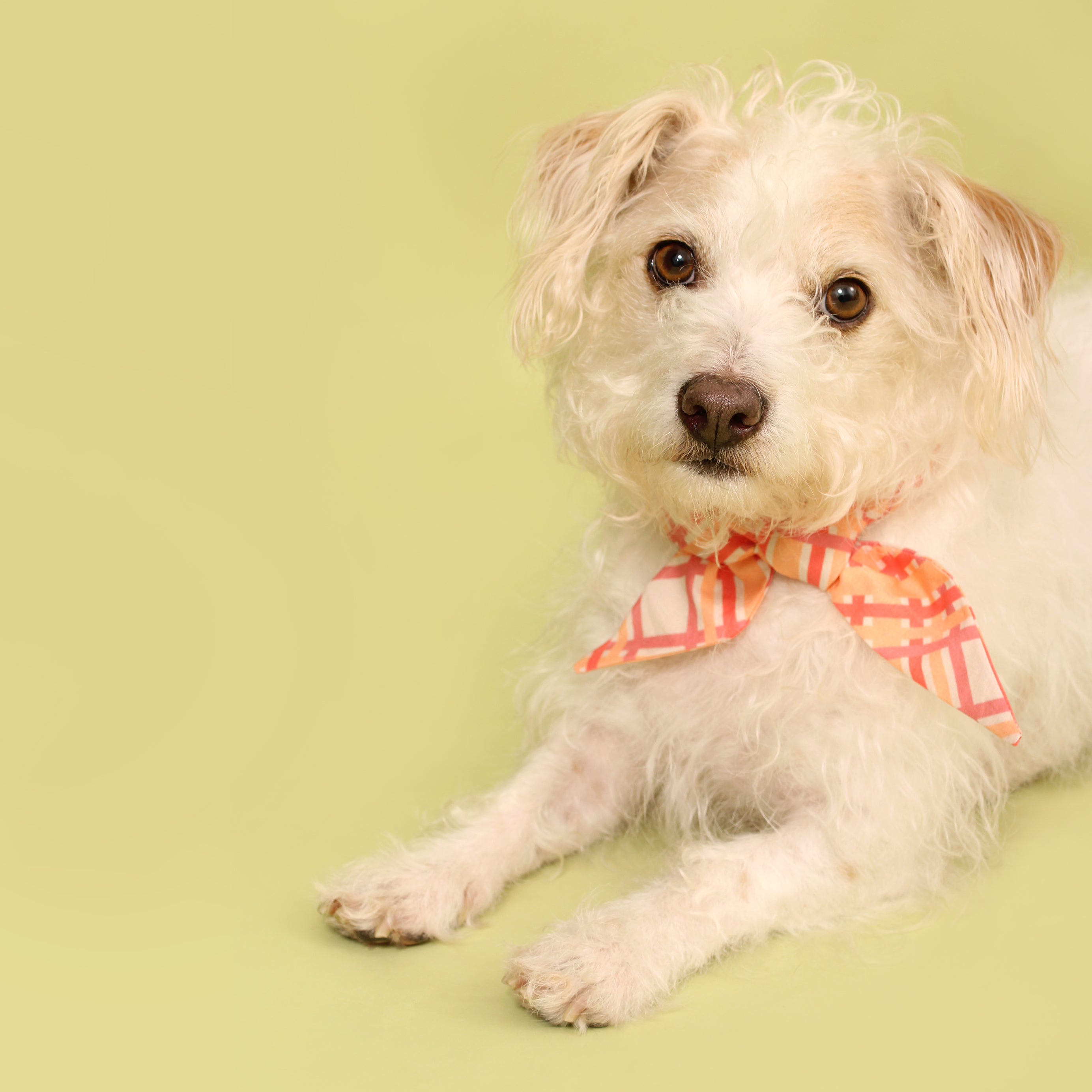 Taffy Plaid - Frenchie Twist Dog Necktie