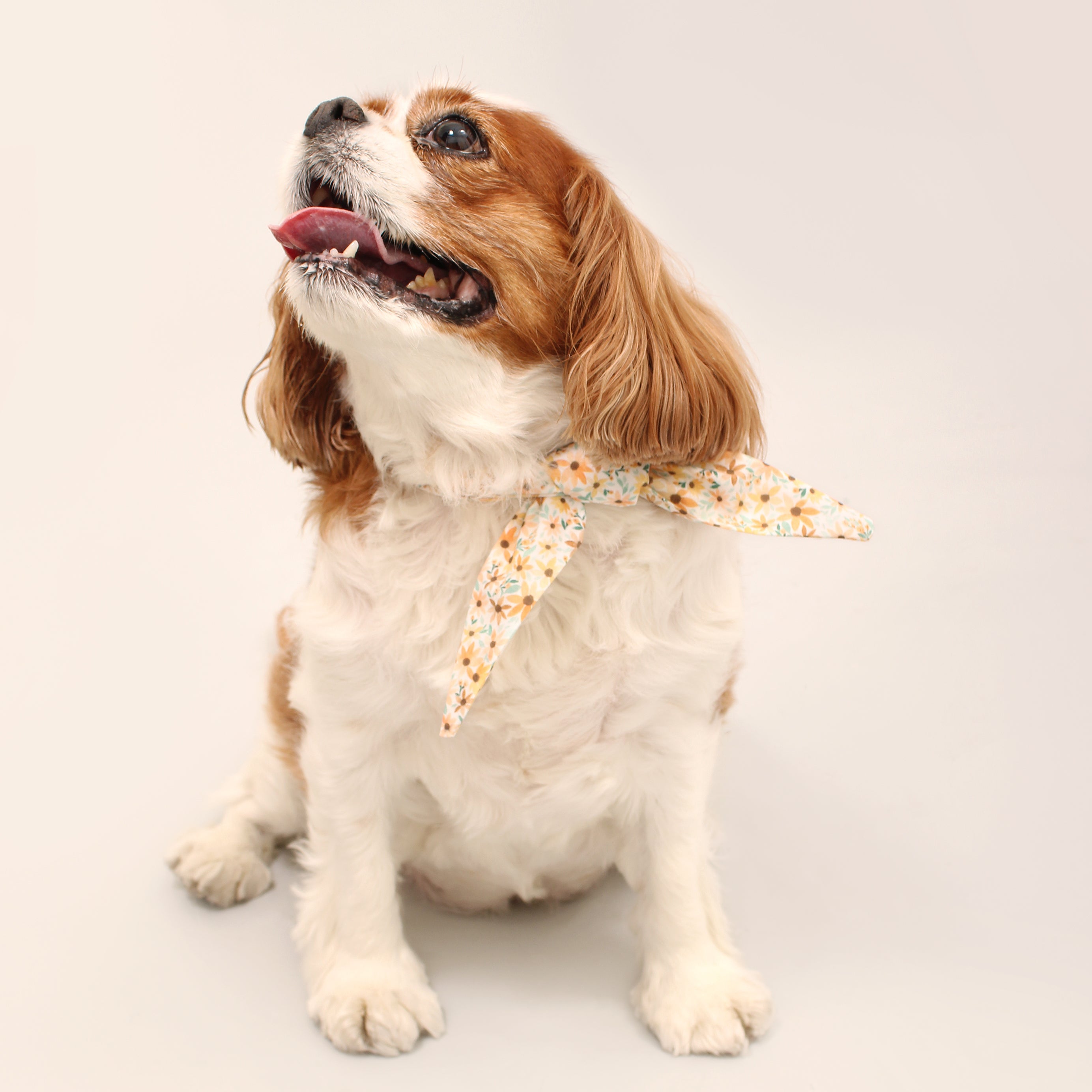 Boho Daisy - Frenchie Twist Dog Necktie