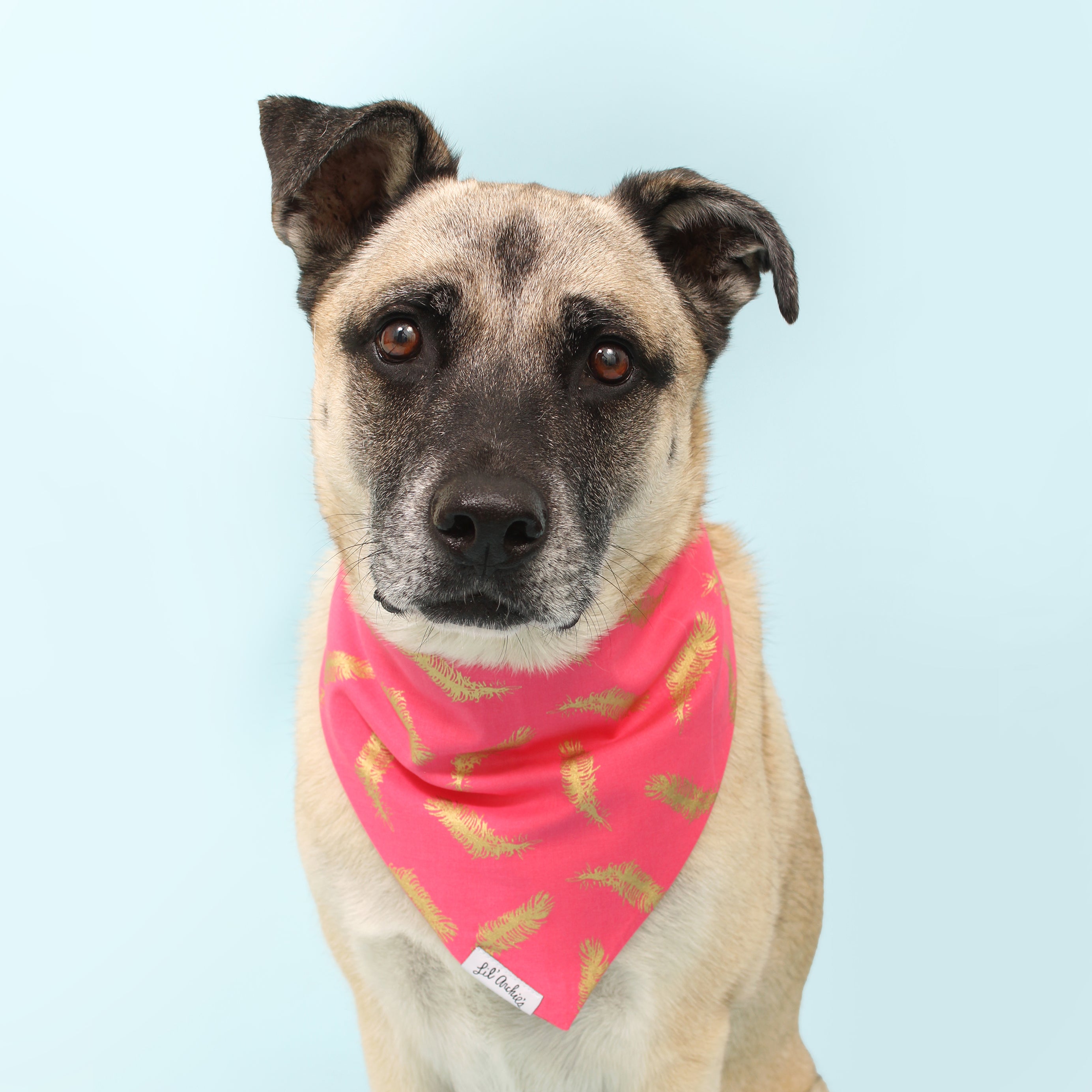 Gold Feather Diva- Dog Bandana