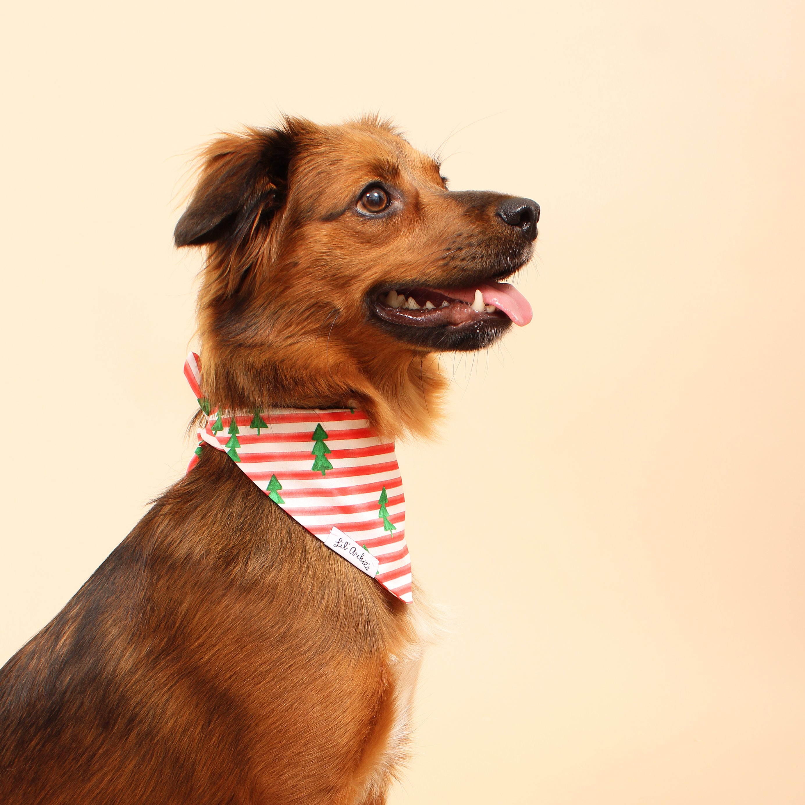 Holiday Stripe - Dog Bandana