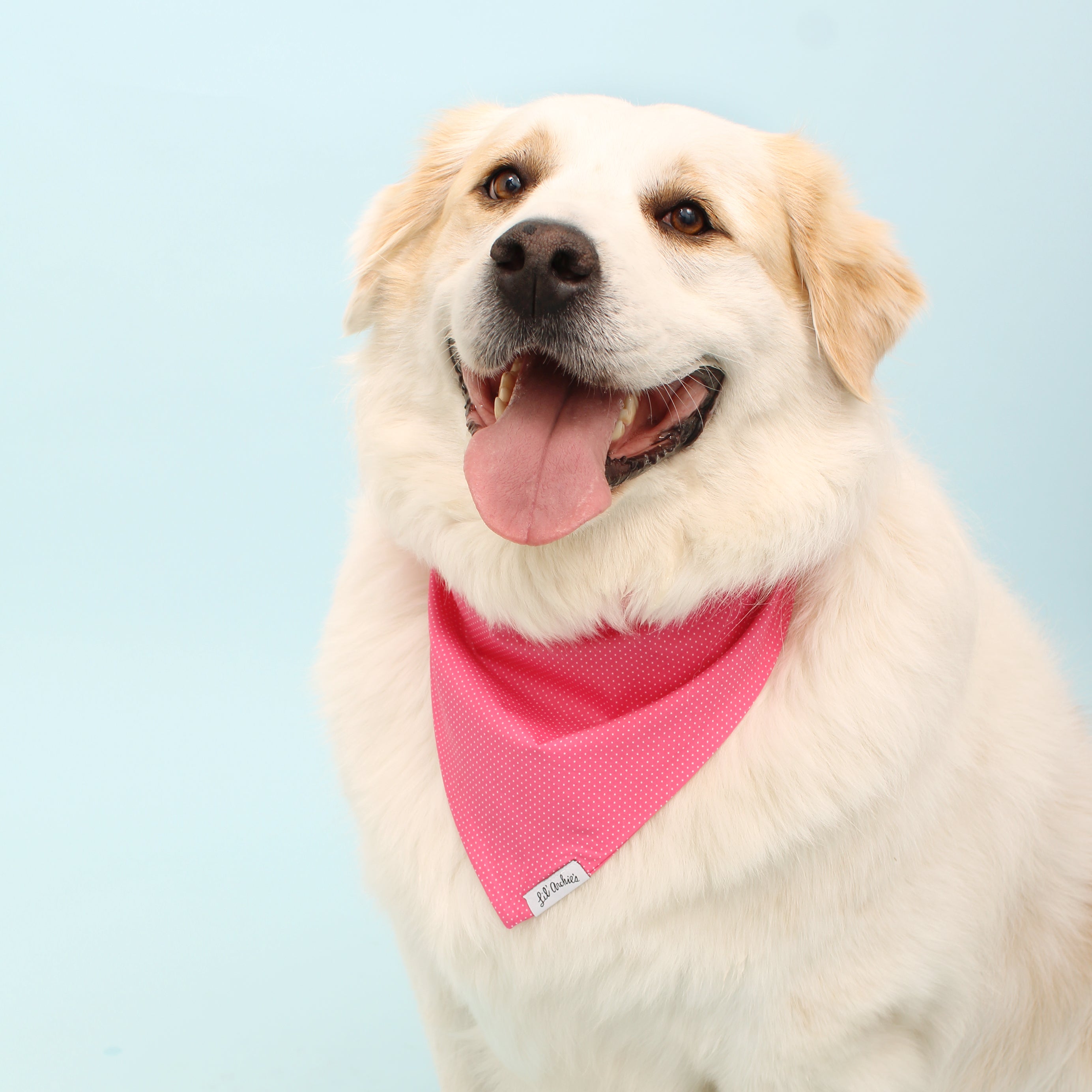 Hot Pink Dot - Dog Bandana