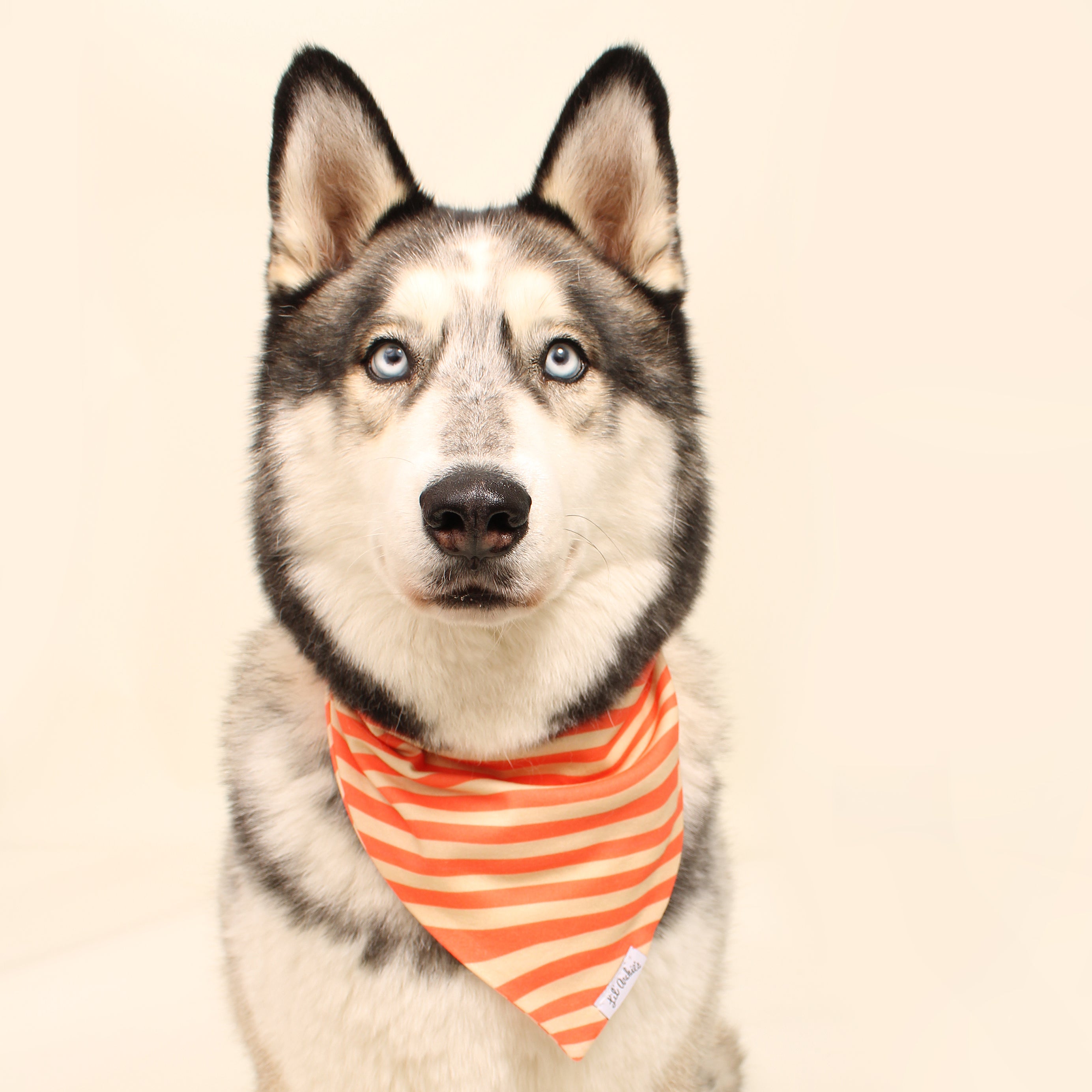 Illusion- Dog Bandana