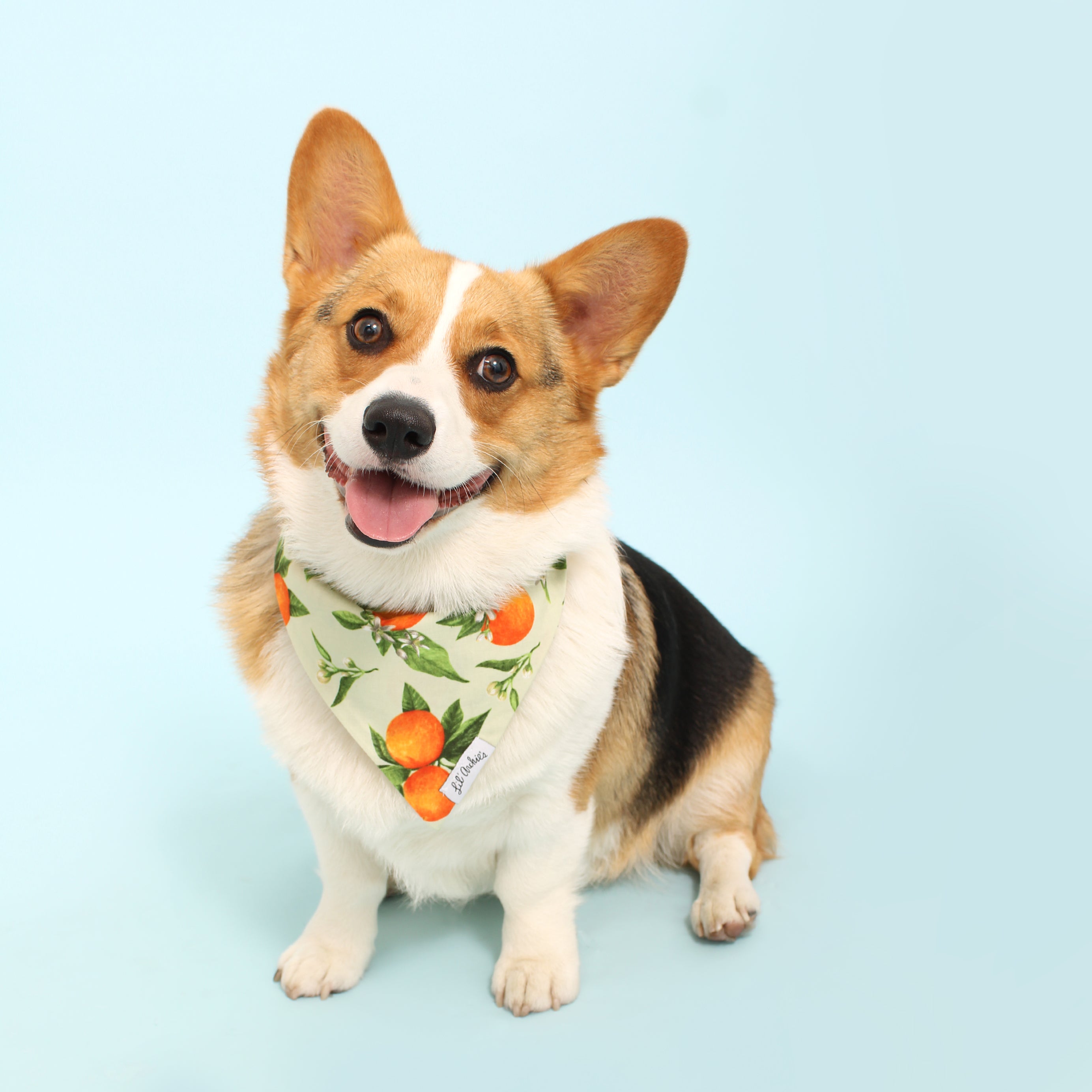 Orange Mint Crush- Slimline Dog Bandana