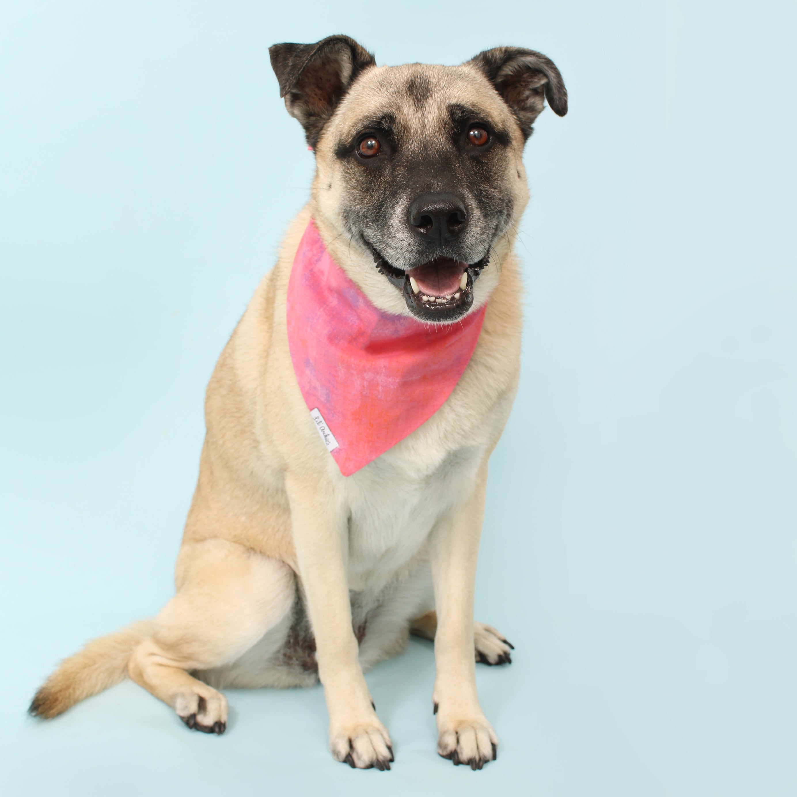 Bubblegum Stucco - Dog Bandana