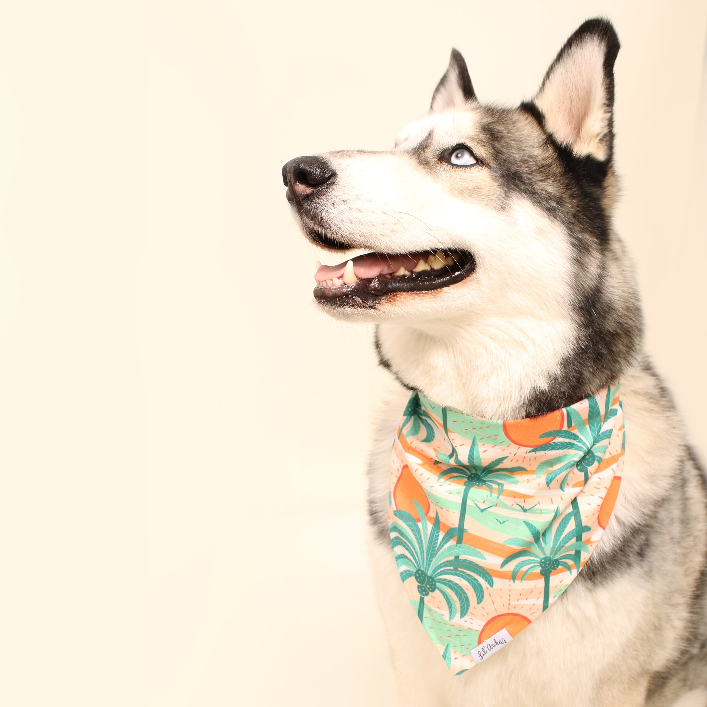Pina Colada - Dog Bandana