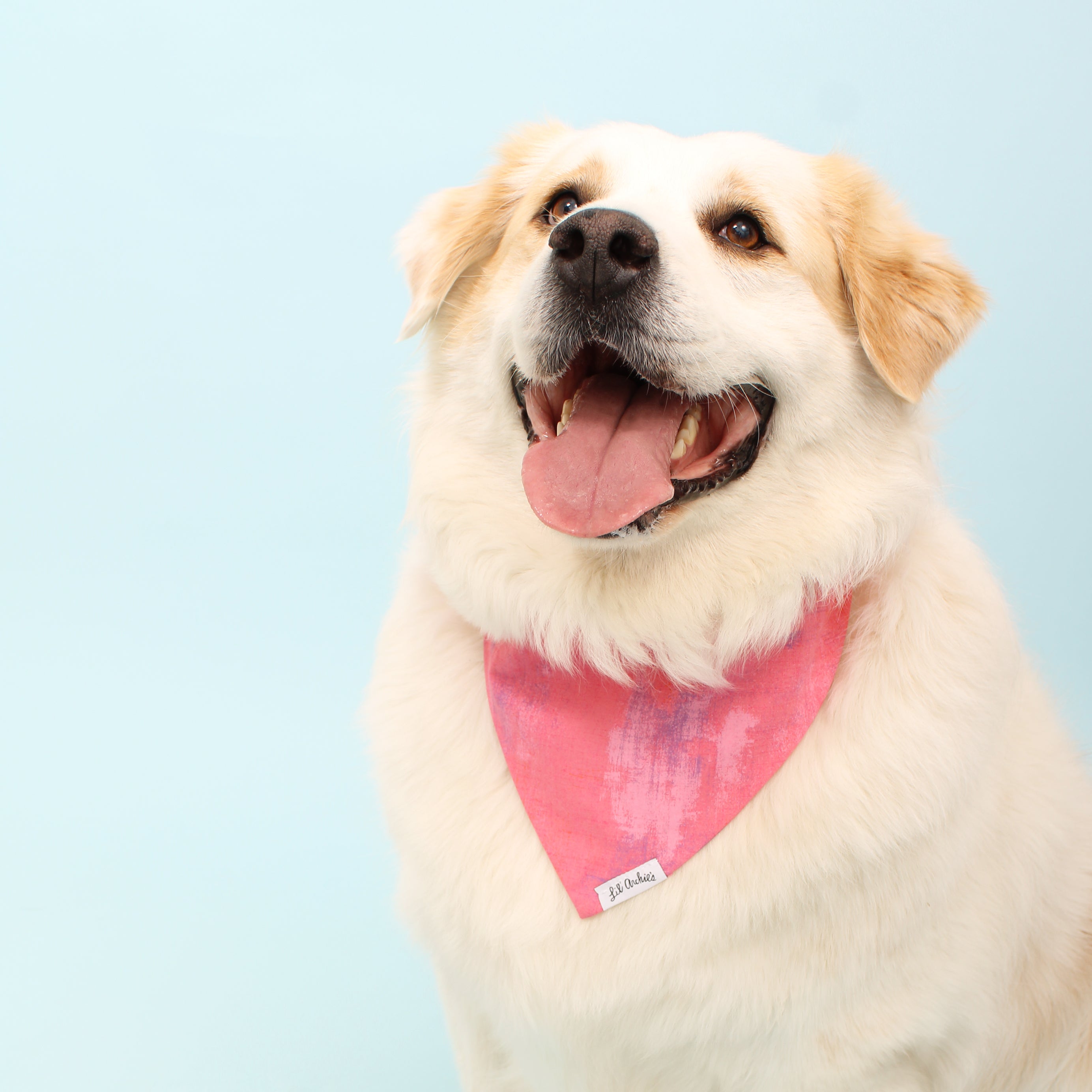 Bubblegum Stucco - Dog Bandana