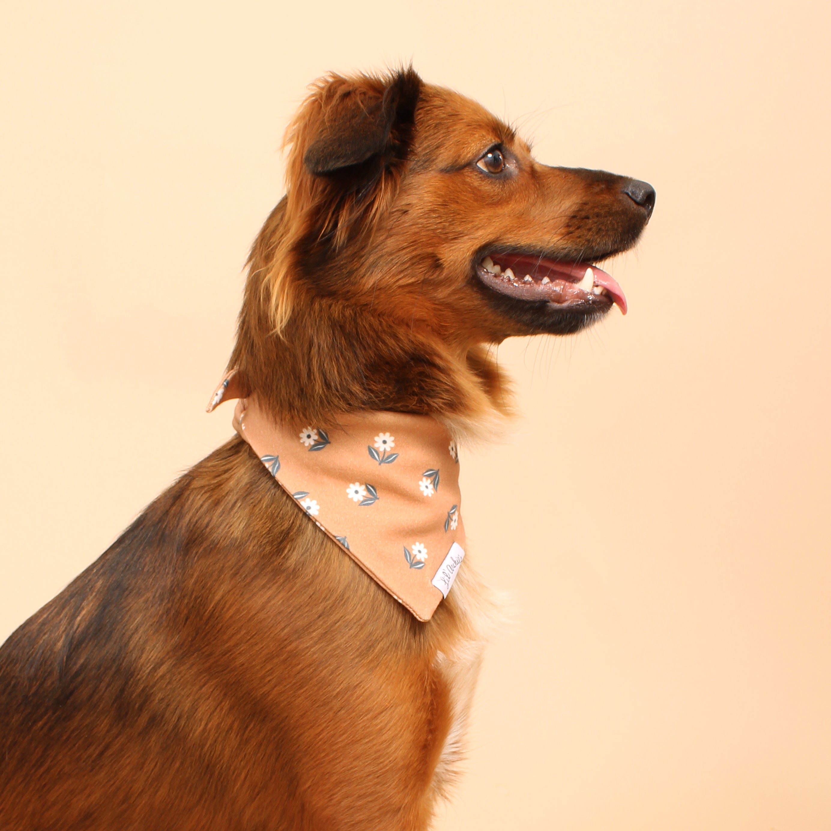 Prairie - Dog Bandana