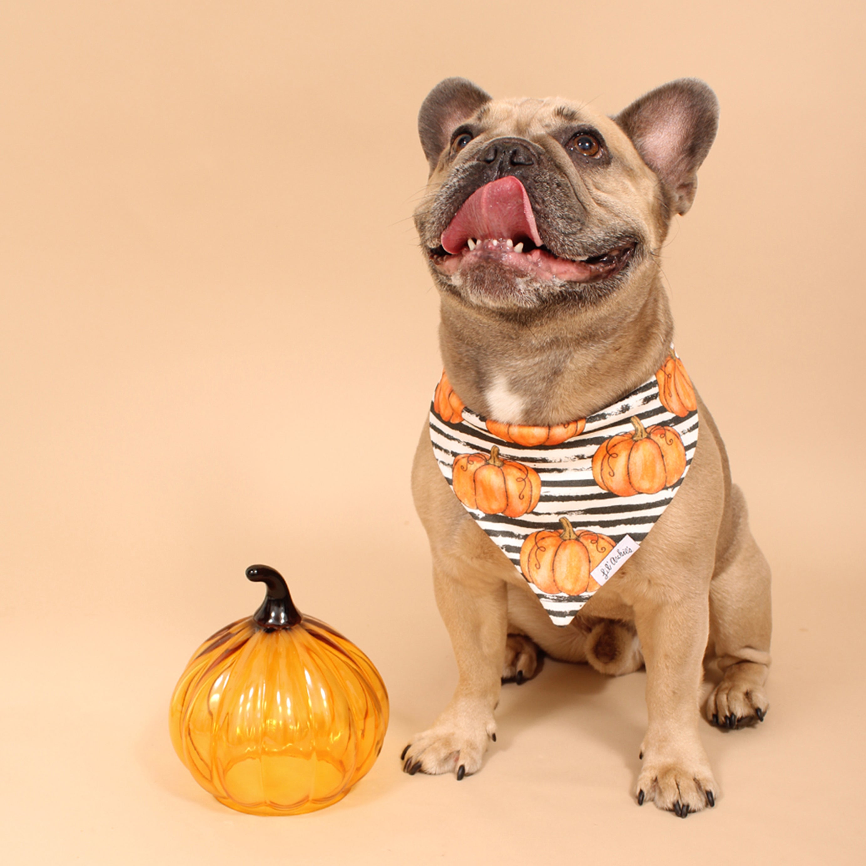 Pumpkin store dog bandana