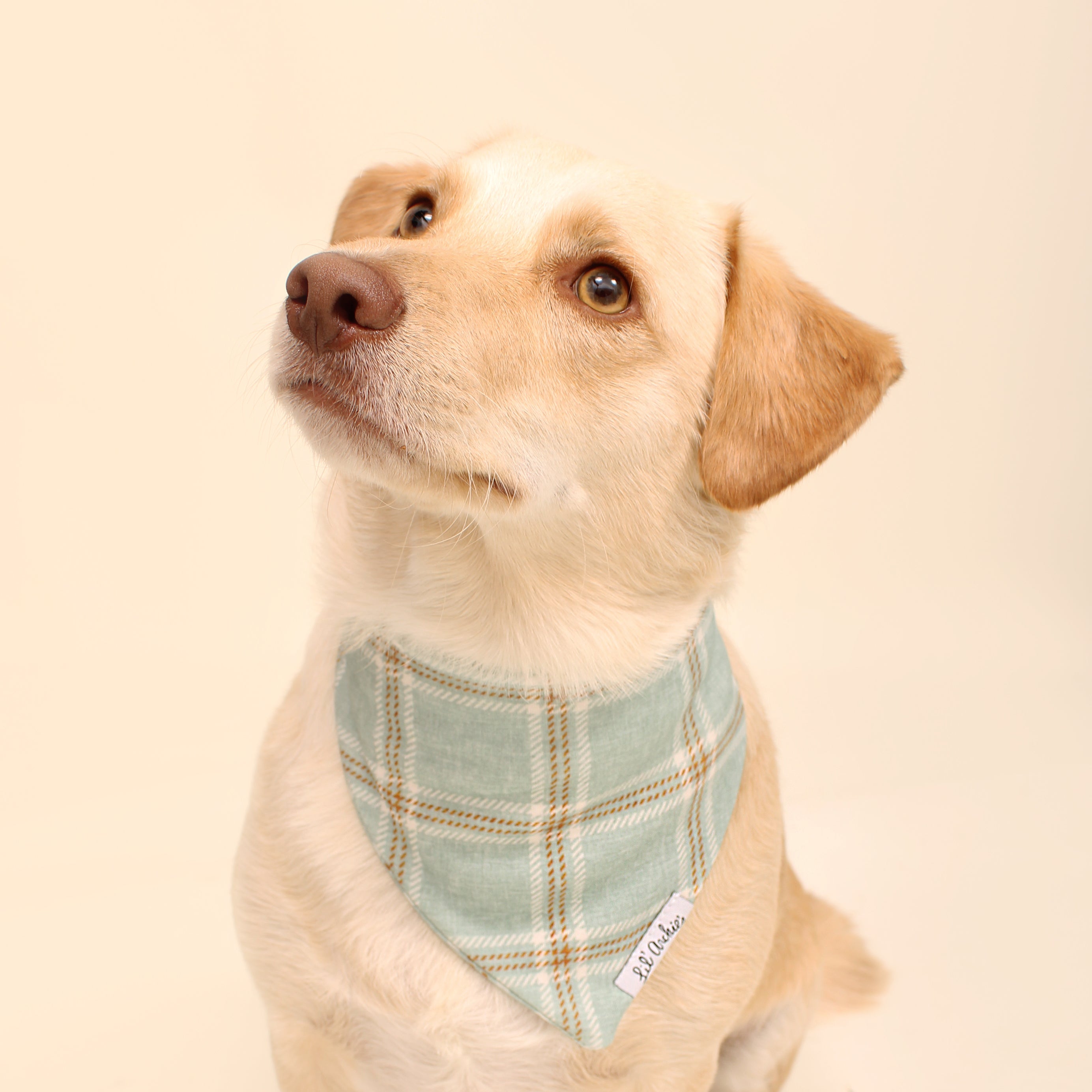 Serene Plaid - Dog Bandana